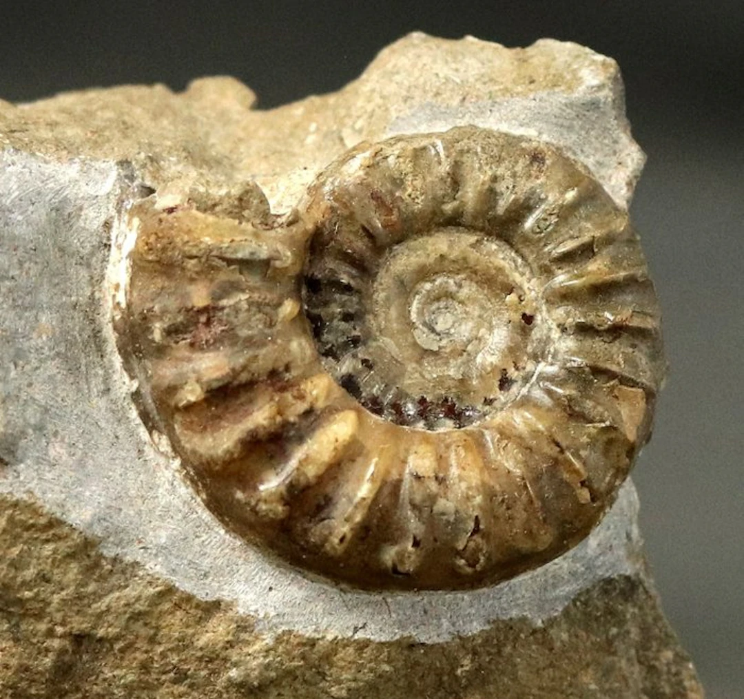 French Ammonite - Calcite preservation - - Fossilised...