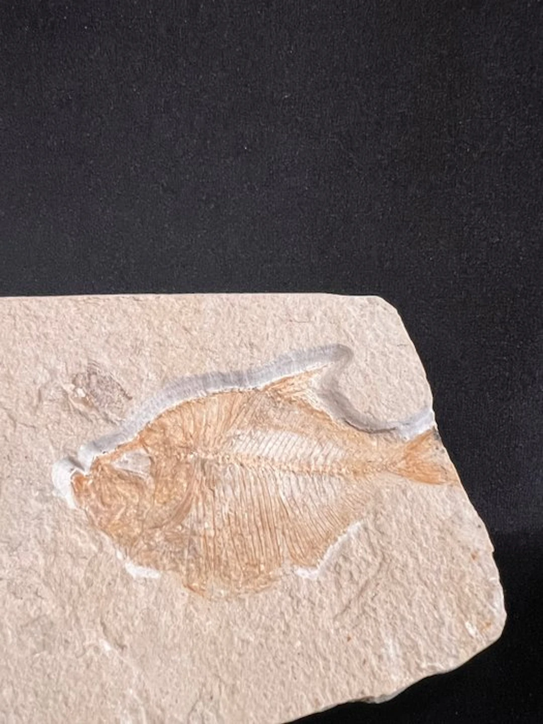 Fish - Fossil skeleton - Diplomystus - 8 cm - 15 cm