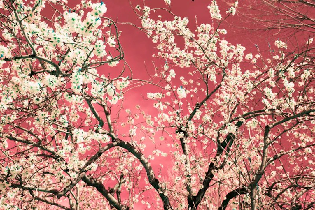 Viet Ha Tran - Nature and Seasons IV