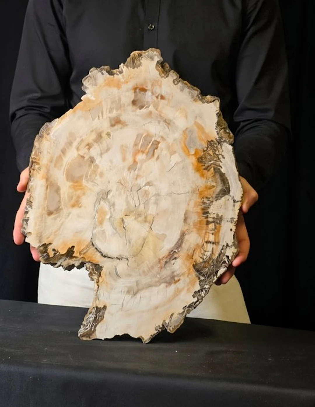 Fossil wood - Fossilised wood - 42 cm - 30 cm