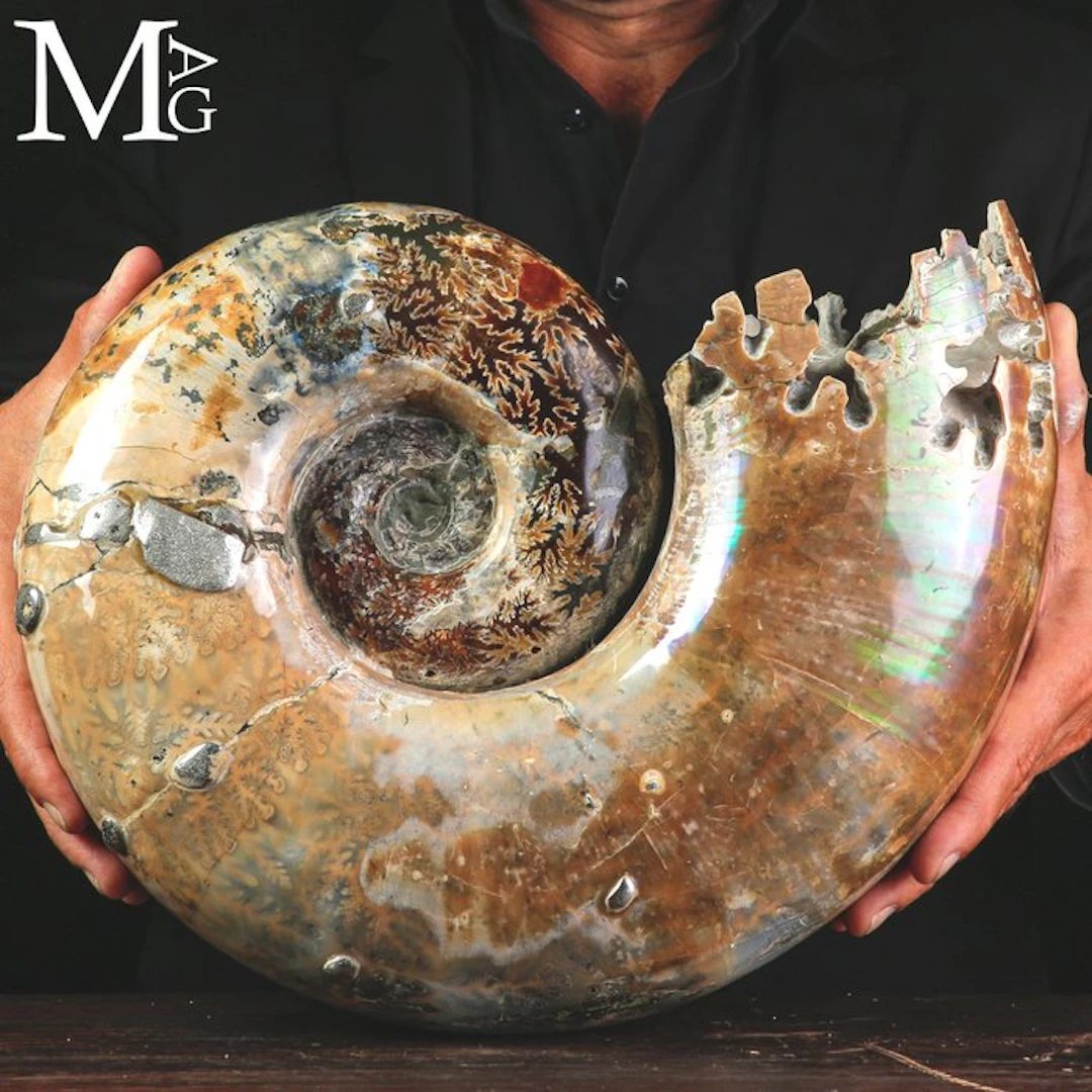 A Magnificent Specimen of Lytoceras Fimbriatum - Fossil...