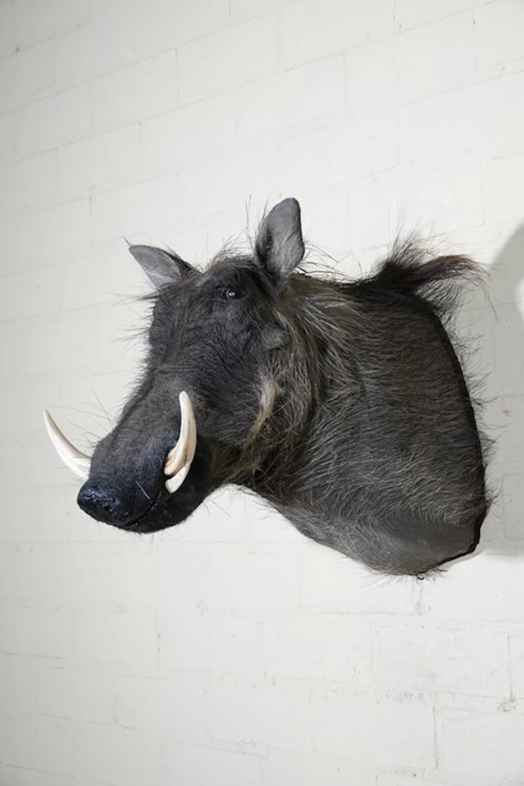 Large African Warthog Skull - Phacochoerus africanus - 50...