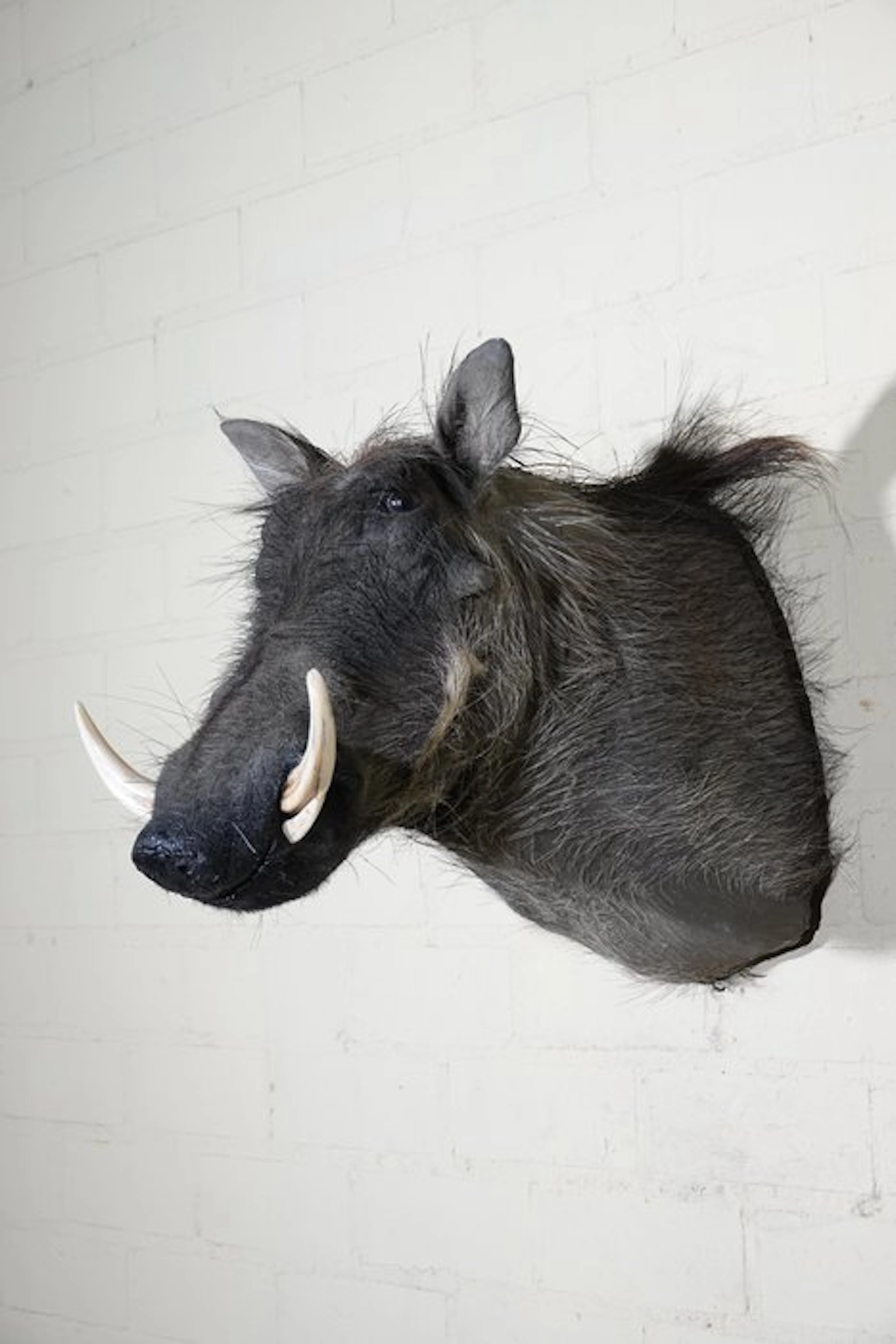 Large African Warthog Skull - Phacochoerus africanus - 50...