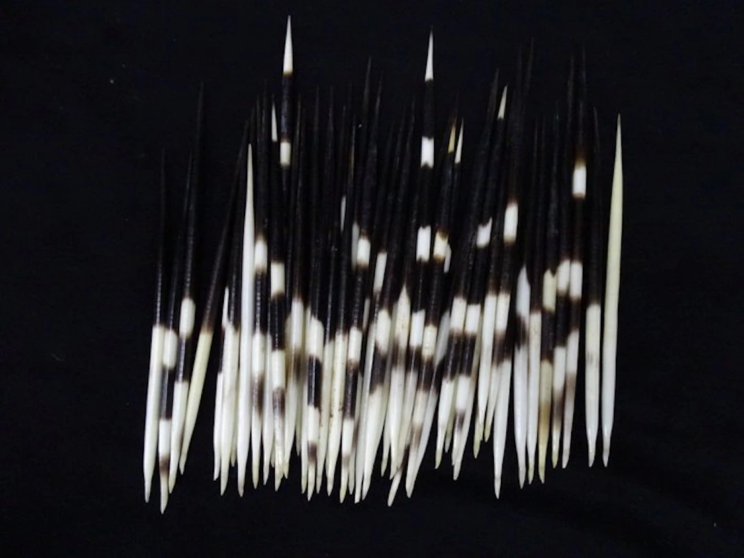 Cape Porcupine Quills - Taxidermy full body mount...