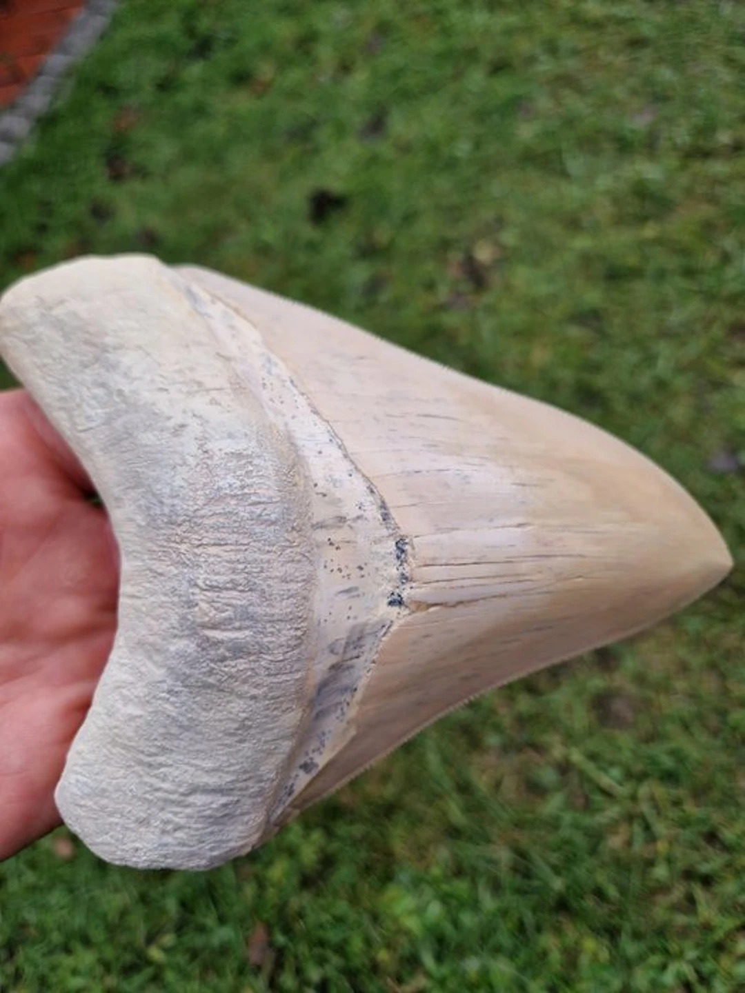 Megalodon - Fossil tooth - 15.2 cm - 11.7 cm