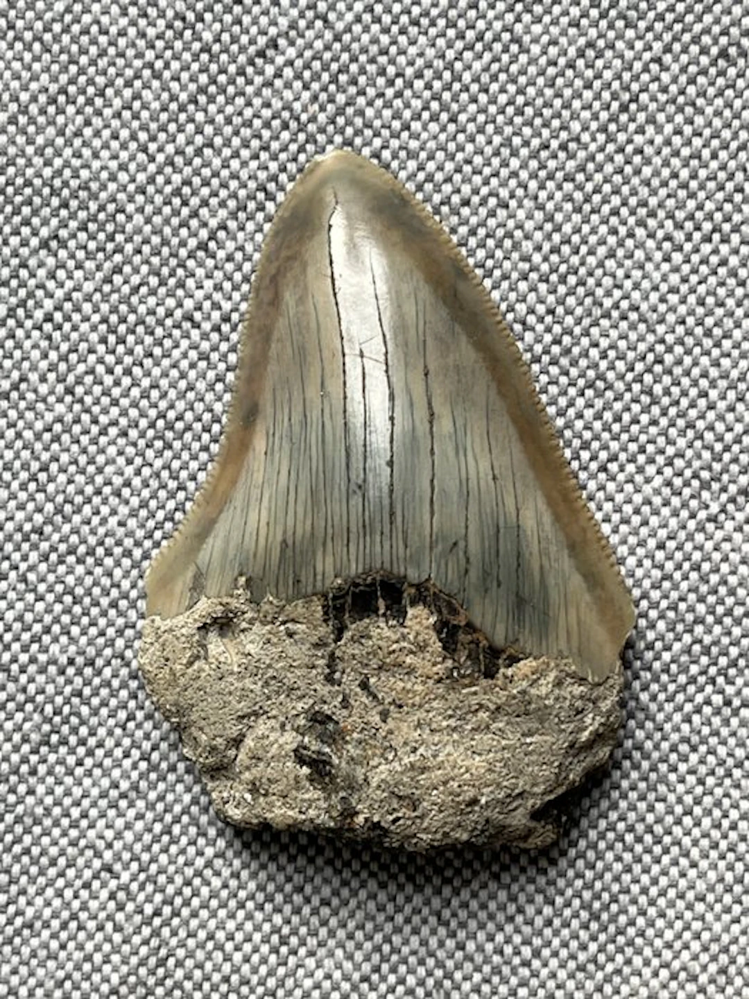 Megalodon tooth 5,8 cm - Fossil tooth - Carcharocles...
