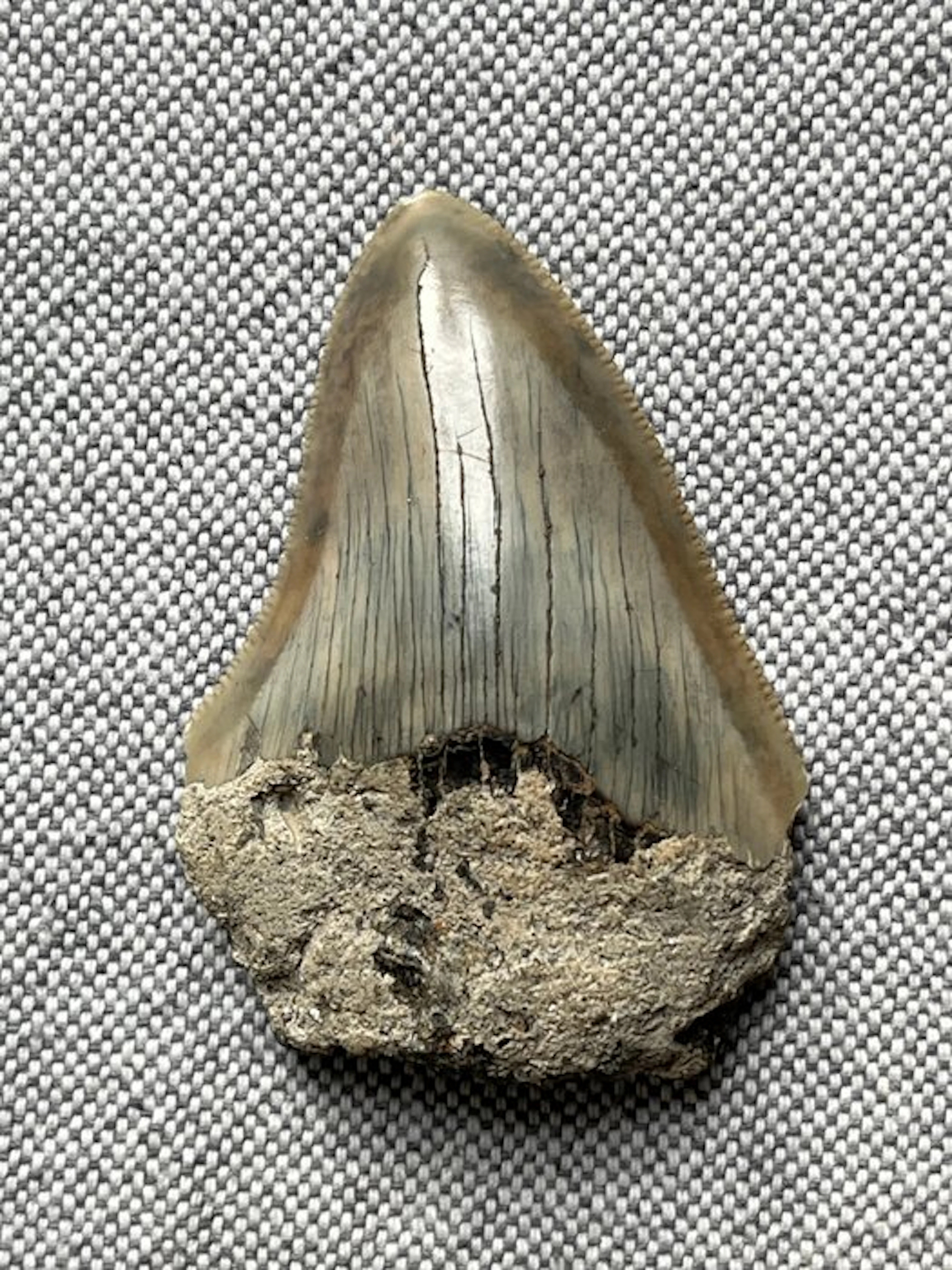 Megalodon tooth 5,8 cm - Fossil tooth - Carcharocles...
