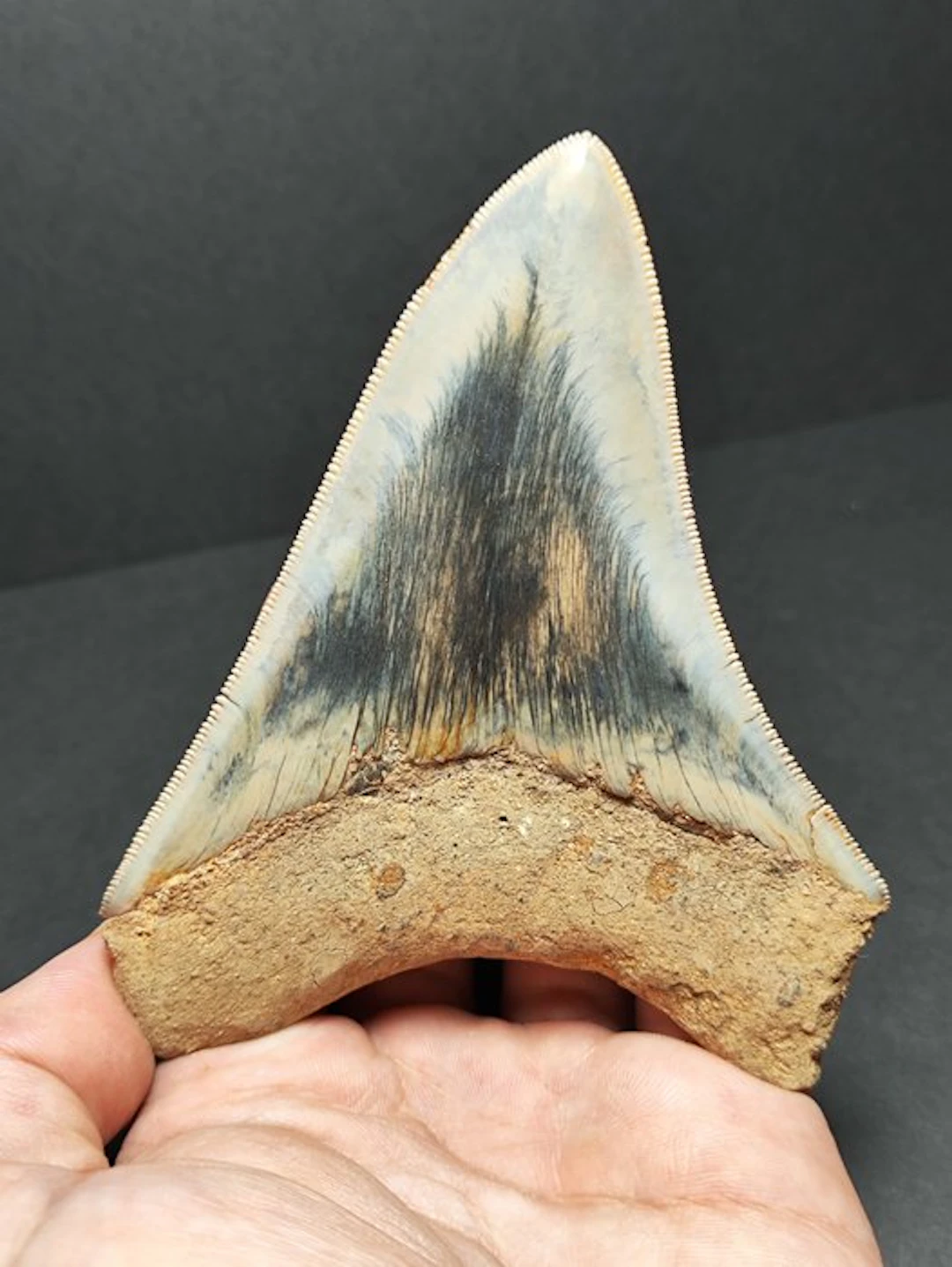 Megalodon - Fossil tooth - Otodus megalodon - 11.15 cm - 4.39 in