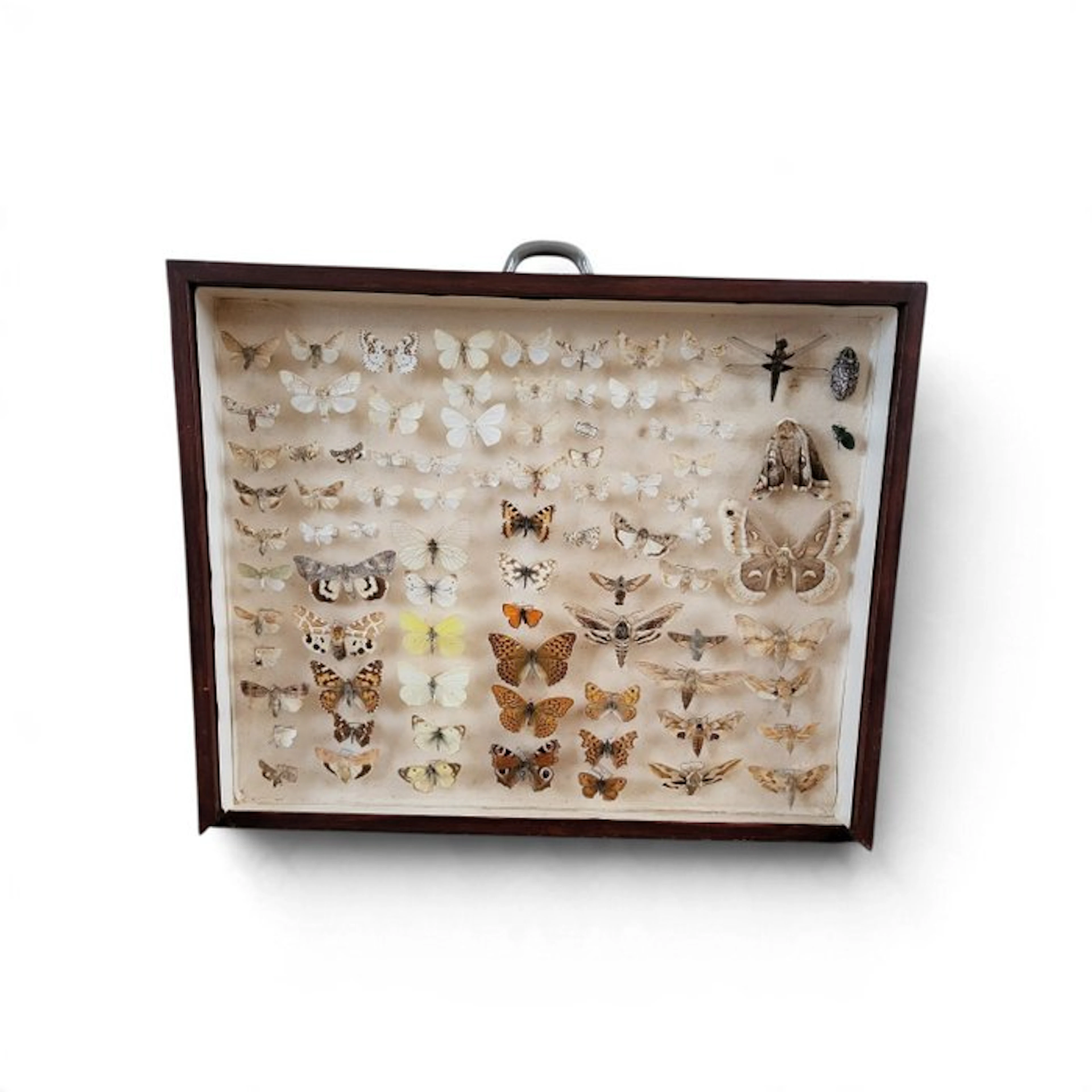 Butterfly Taxidermy full body mount - Lepidoptera - 6 cm - 50 cm - 40 cm