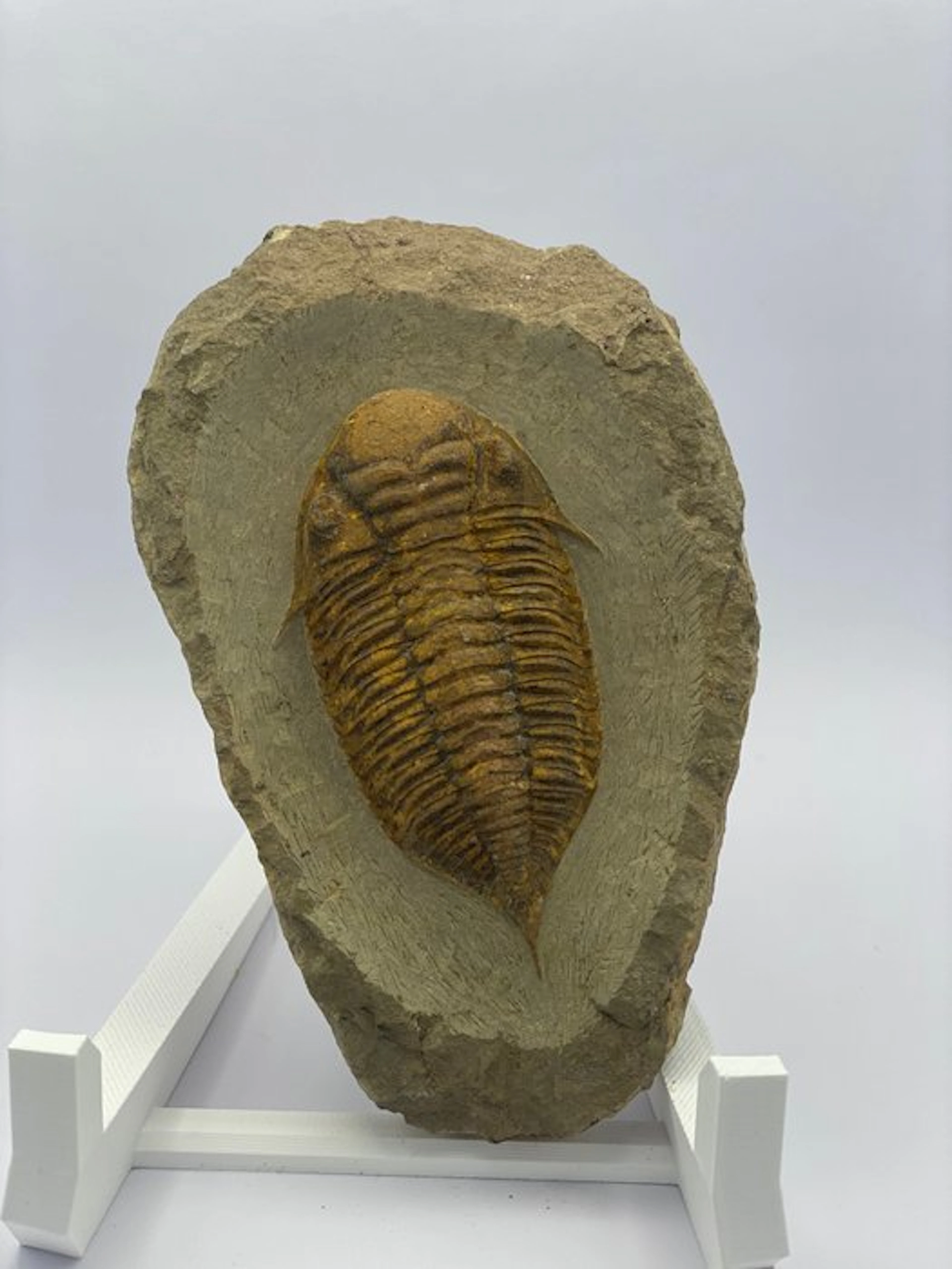 Trilobite - Fossil fragment - Mucronaspis zagoraensis...