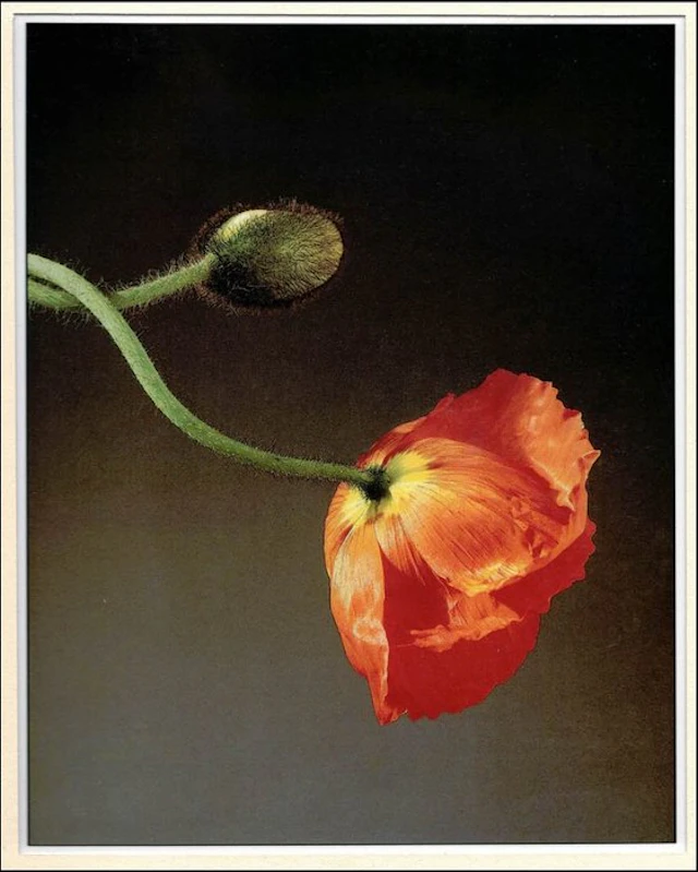 Robert Mapplethorpe - Poppy, 1988