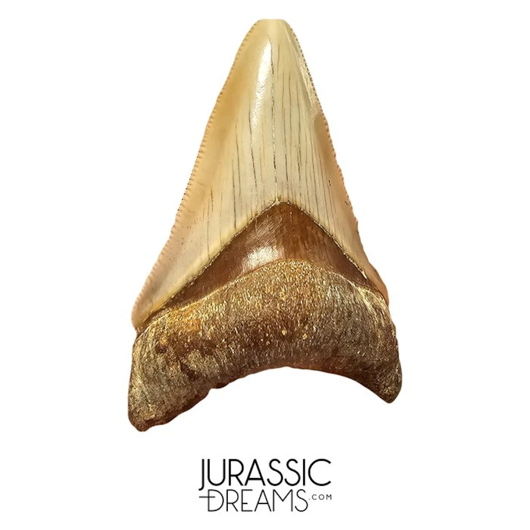 Juvenile Finest Serrated 6,1 cm Megalodon Tooth from Rare...