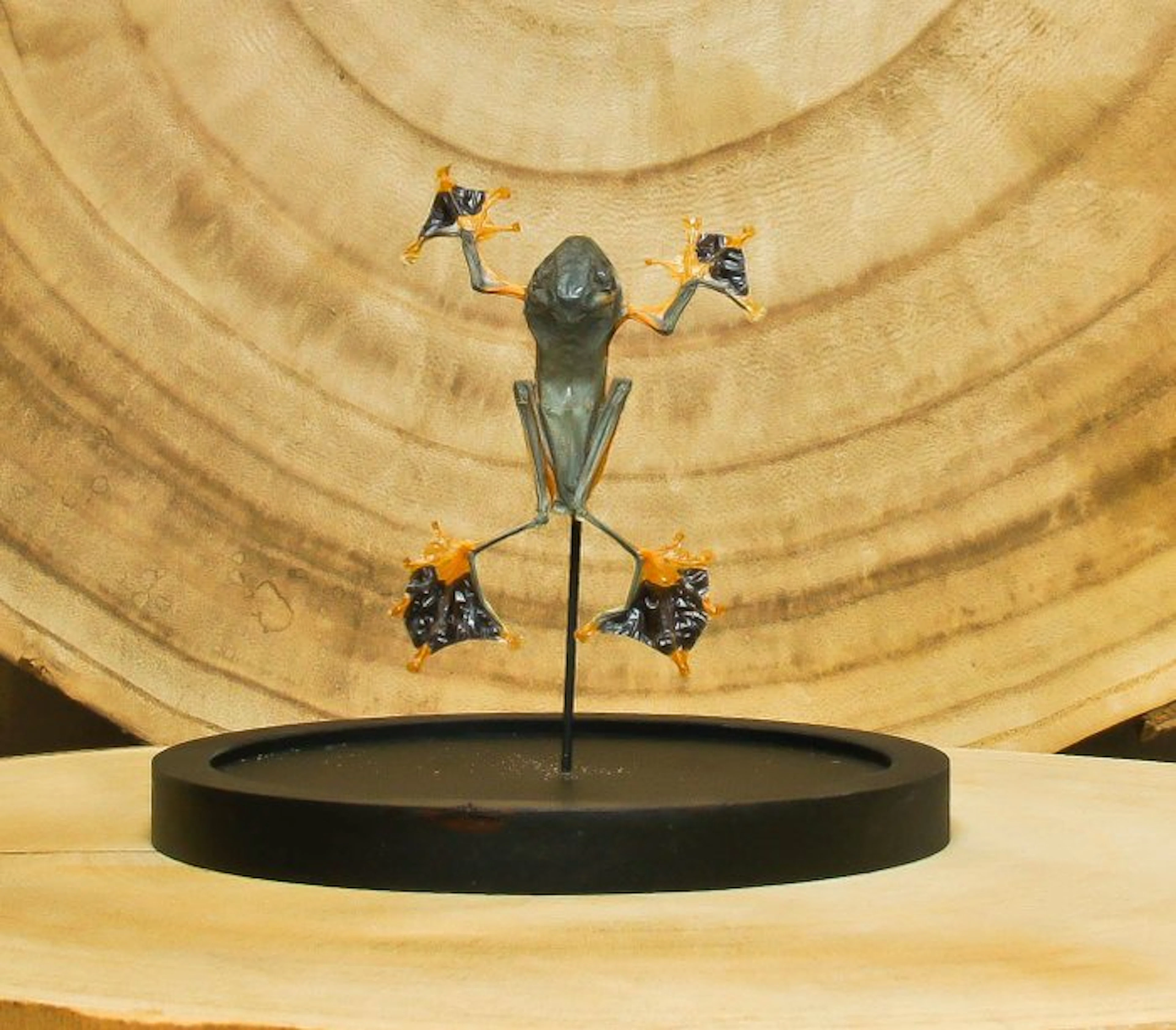 Frog Taxidermy full body mount - Rhacophorus reinwardtii - 16 cm - 12 cm - 0 cm