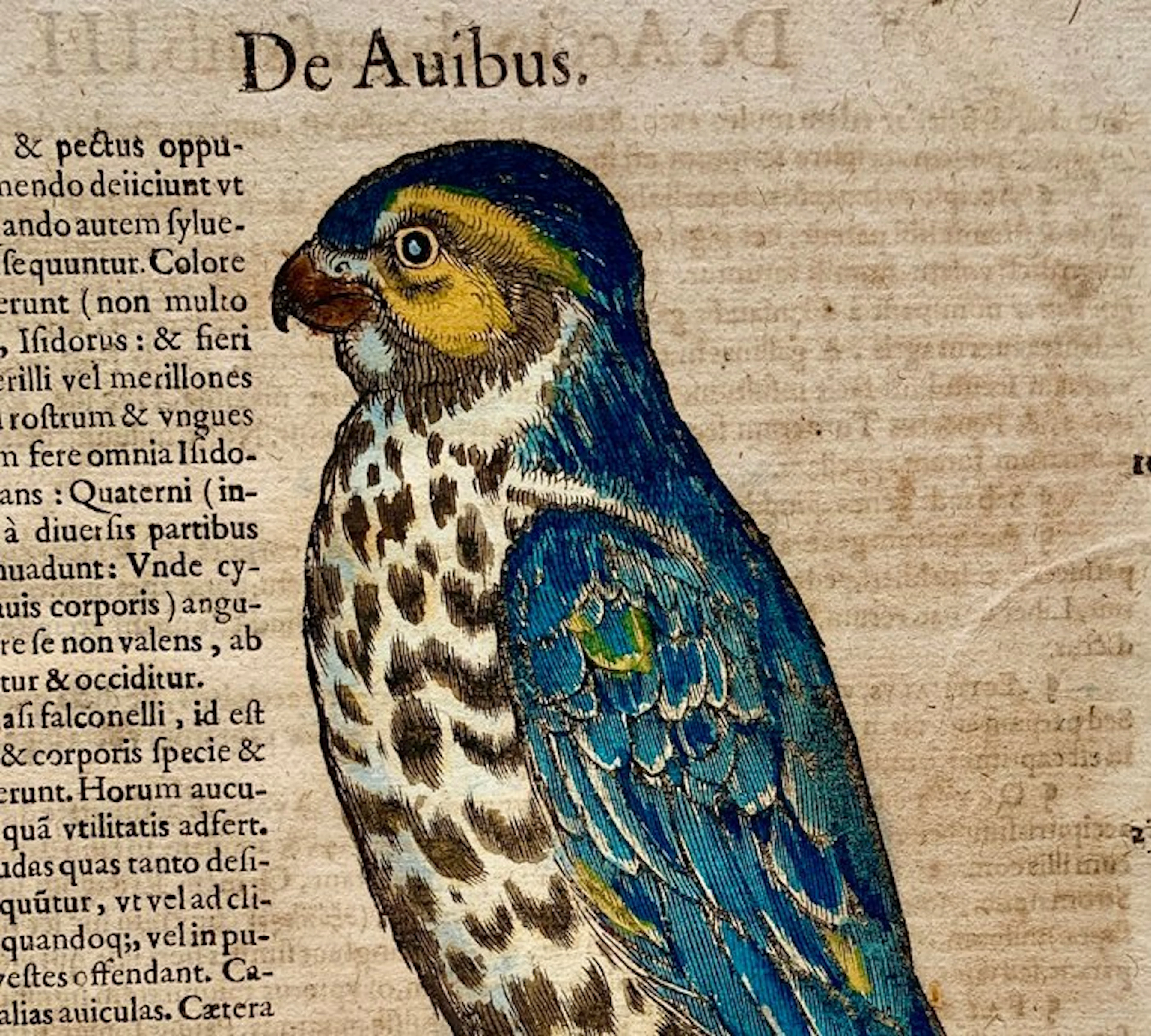 Conrad Gesner - Vogelbuch - 1617