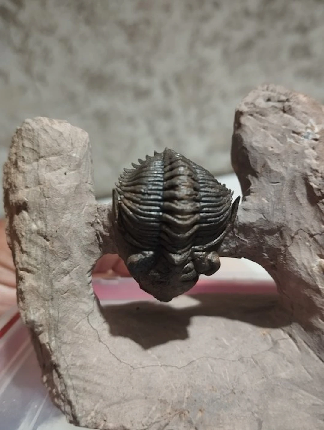 Trilobite - Fossilised animal - 5 cm - 11 cm