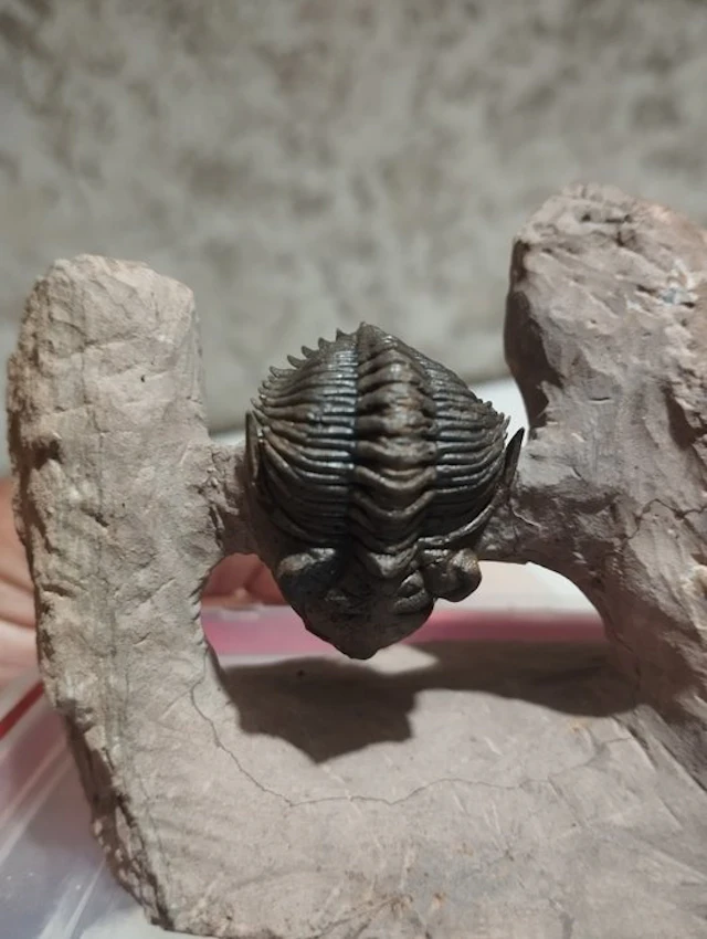 Trilobite - Fossilised animal - 5 cm - 11 cm