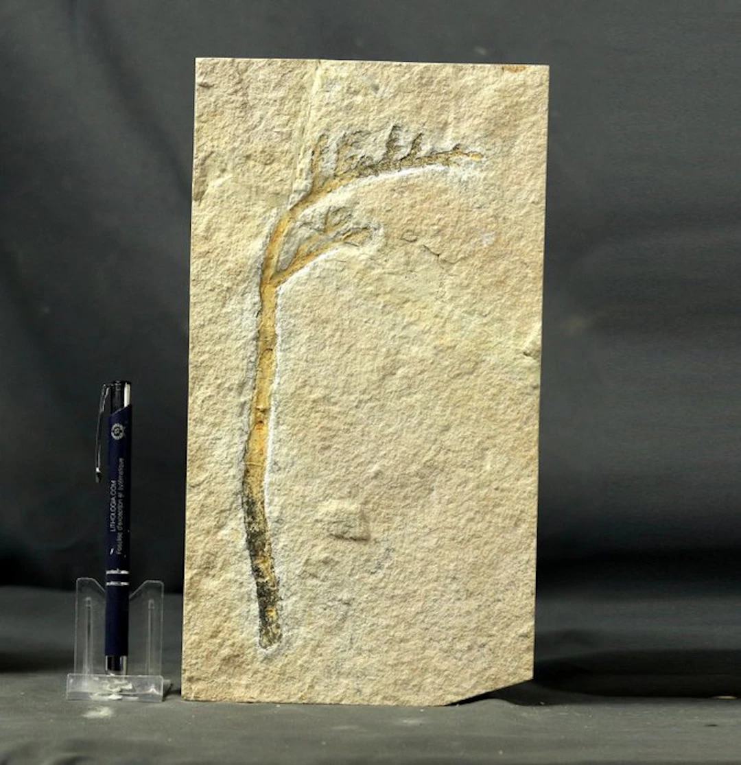 Well centered fossil conifer - A big one - Fossilised...