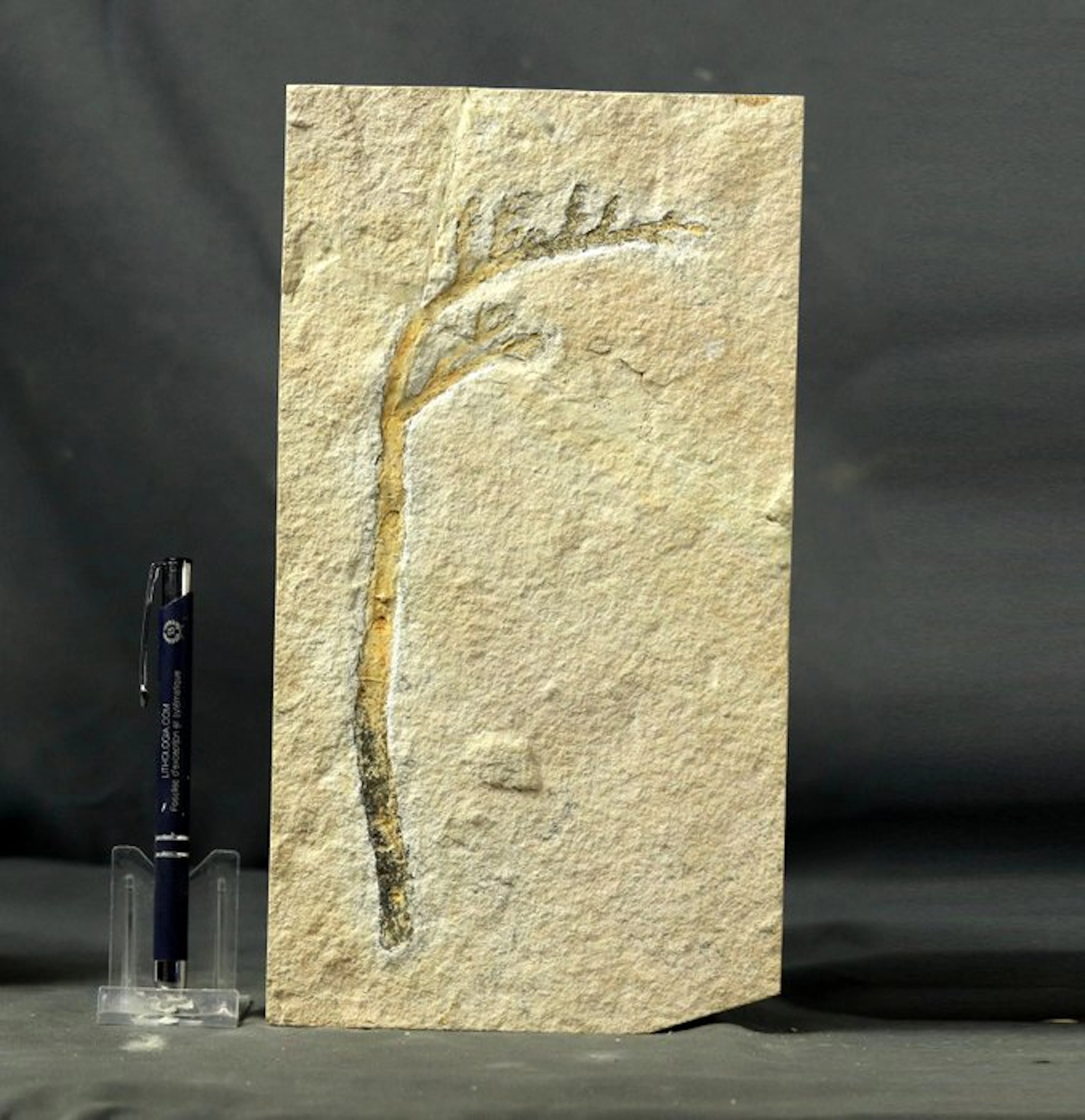 Well centered fossil conifer - A big one - Fossilised...