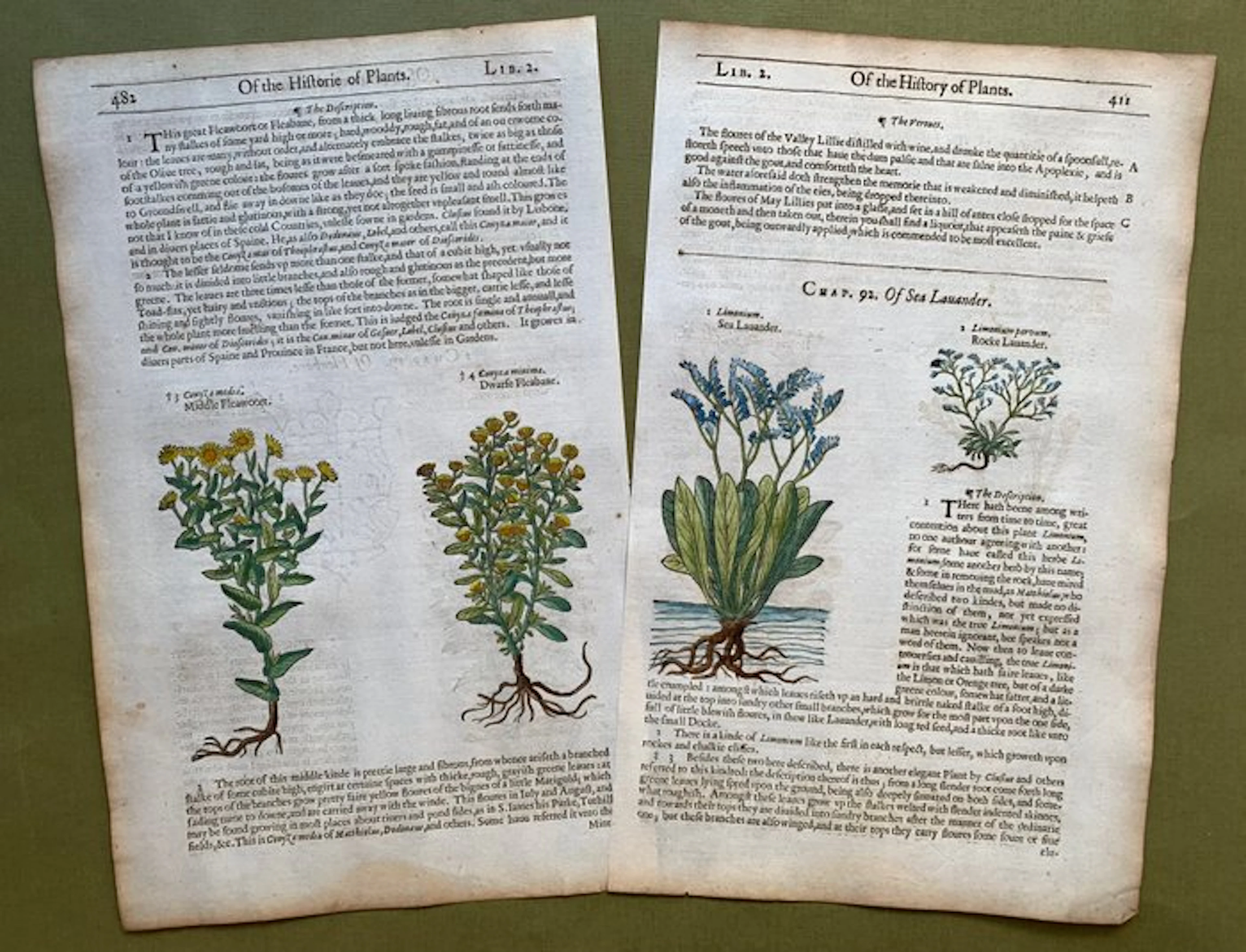 8 xilografie di piante fiorite - 1597