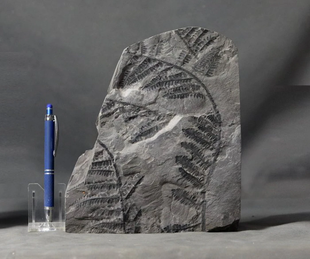Outstanding specimen - From Classic french location...