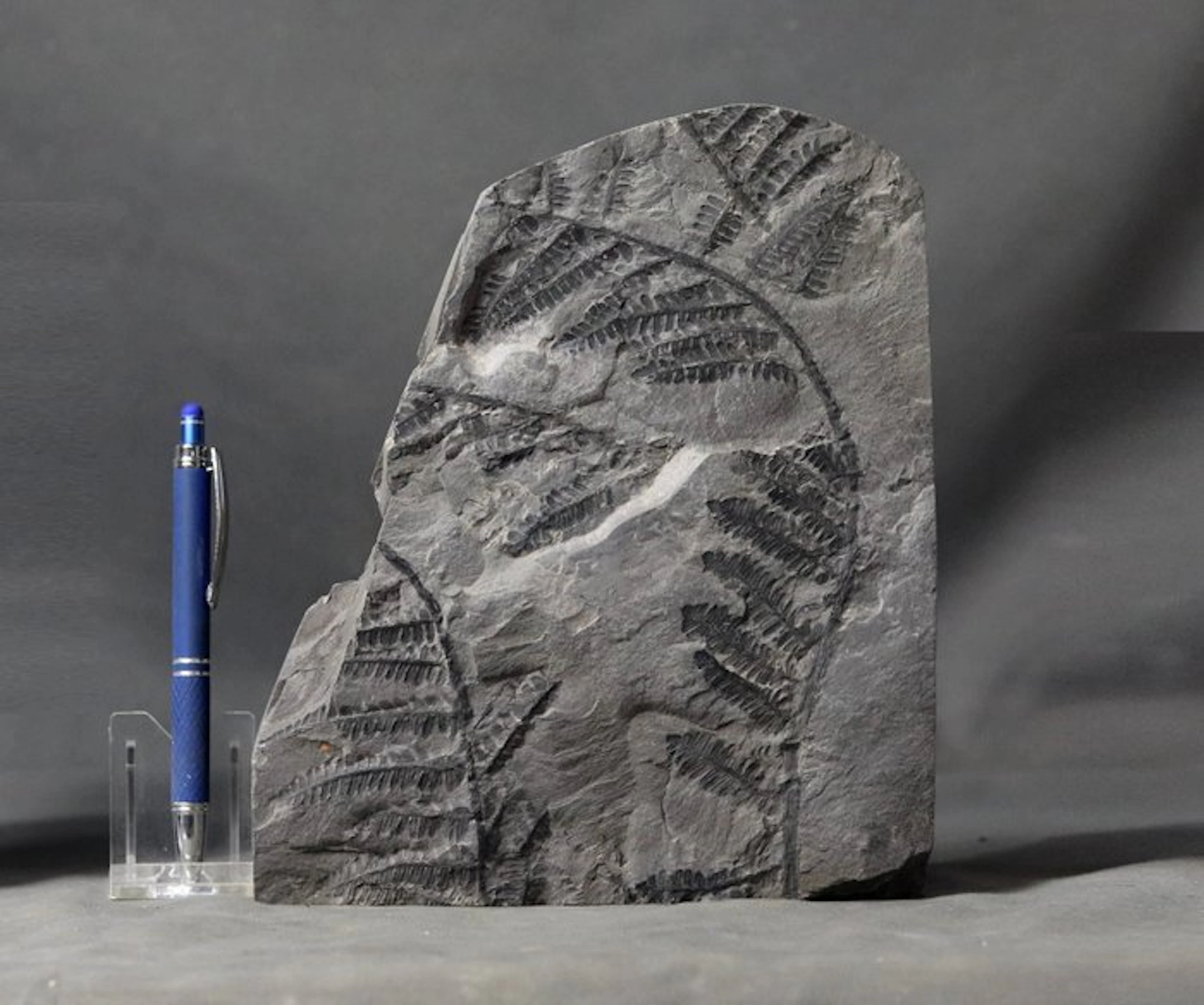 Outstanding specimen - From Classic french location...