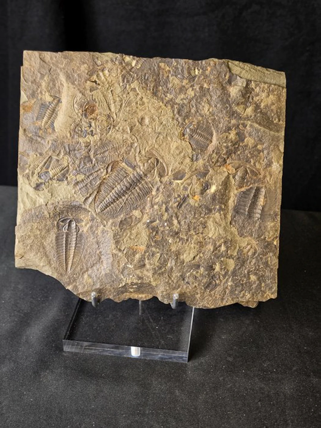 Trilobite - Fossilised animal - Large Trilobite Fossil...