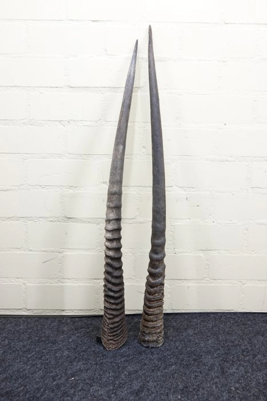 Gemsbok Horns - Oryx gazella - 88 cm - 3 cm - 0 cm- non-CITES species - (2)