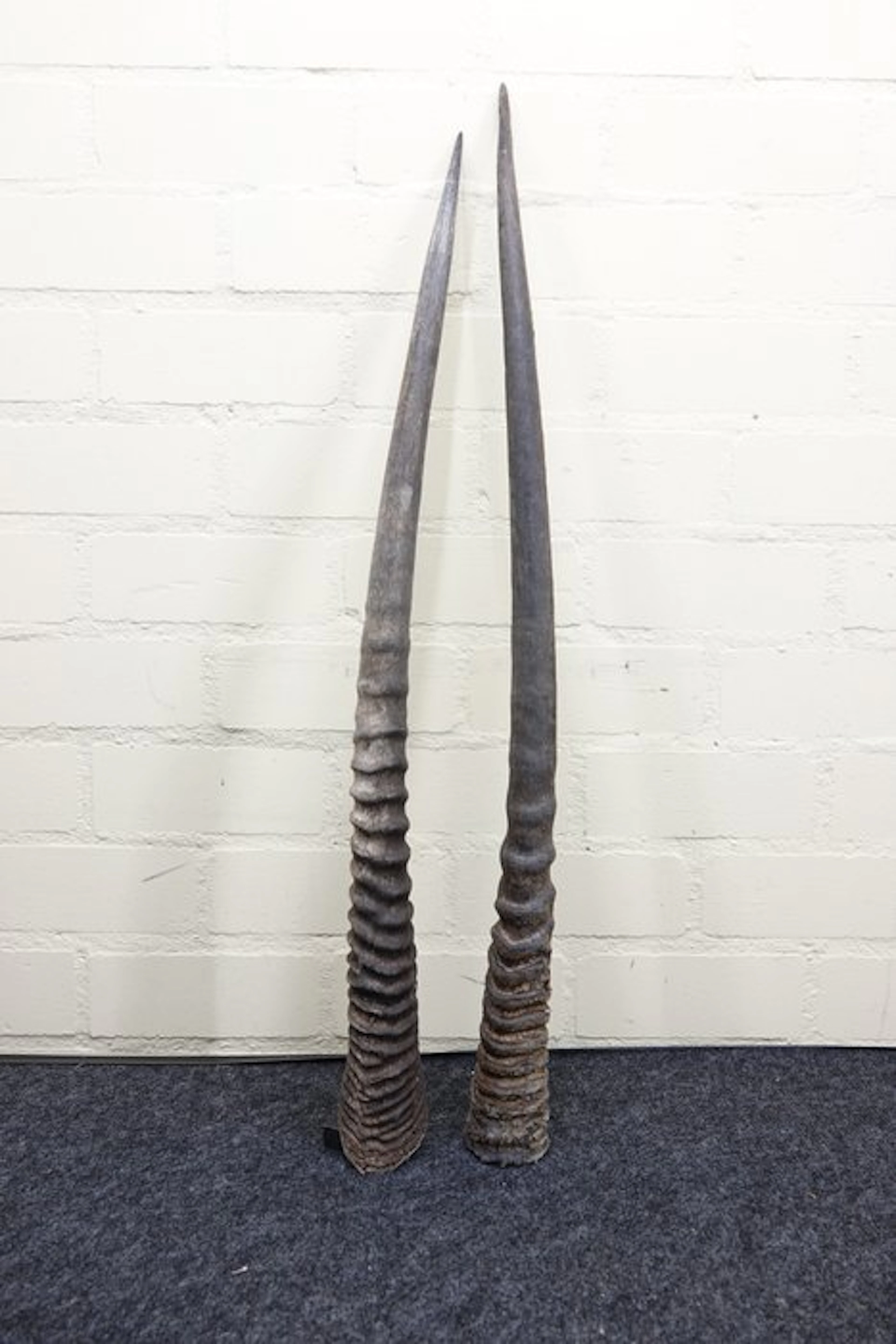 Gemsbok Horns - Oryx gazella - 88 cm - 3 cm - 0 cm- non-CITES species - (2)