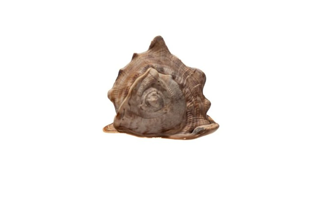 Royal helmet snail (Cassis tuberosa) | Magnificent...