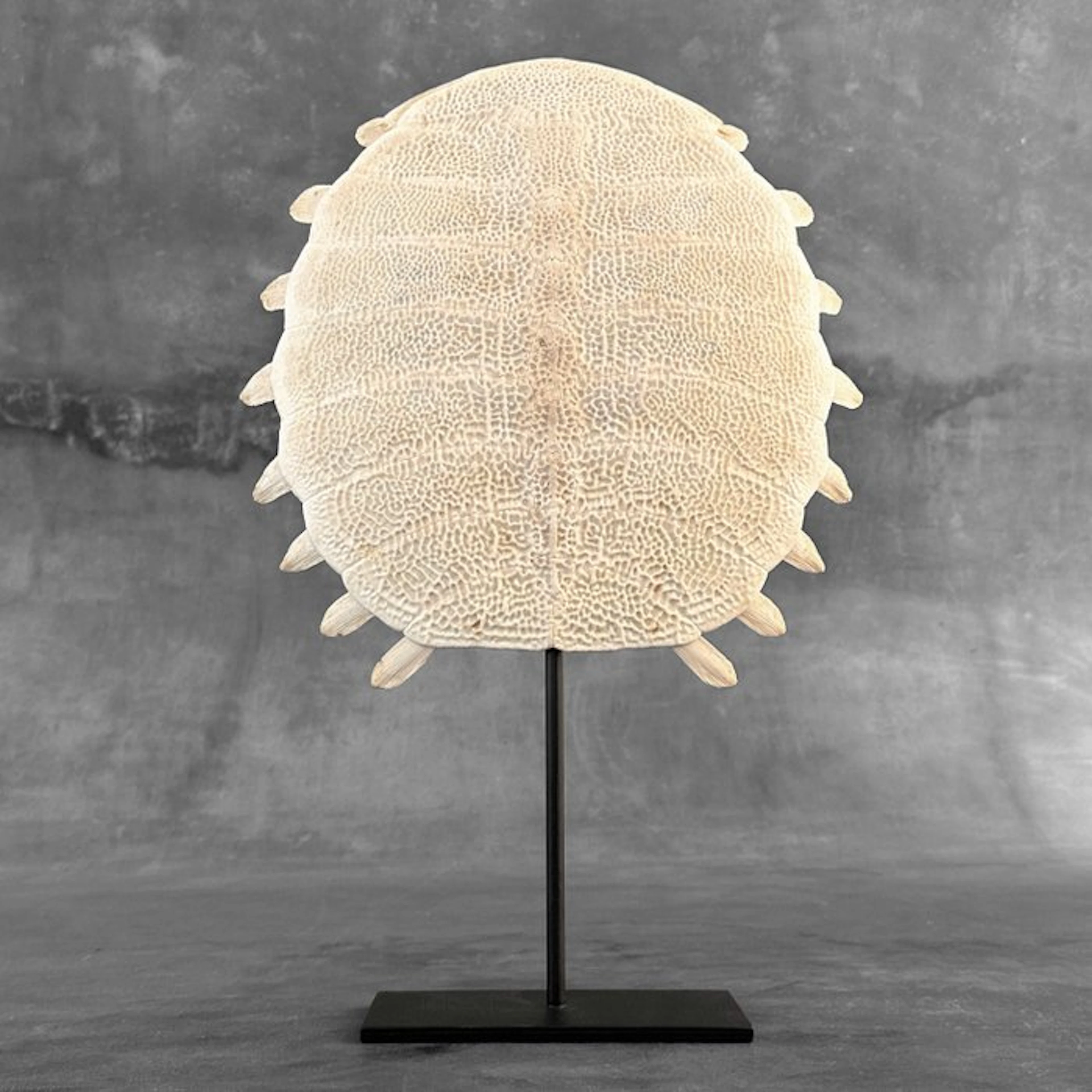 NO RESERVE PRICE - Stunning Chinese Soft-Shell Turtle...
