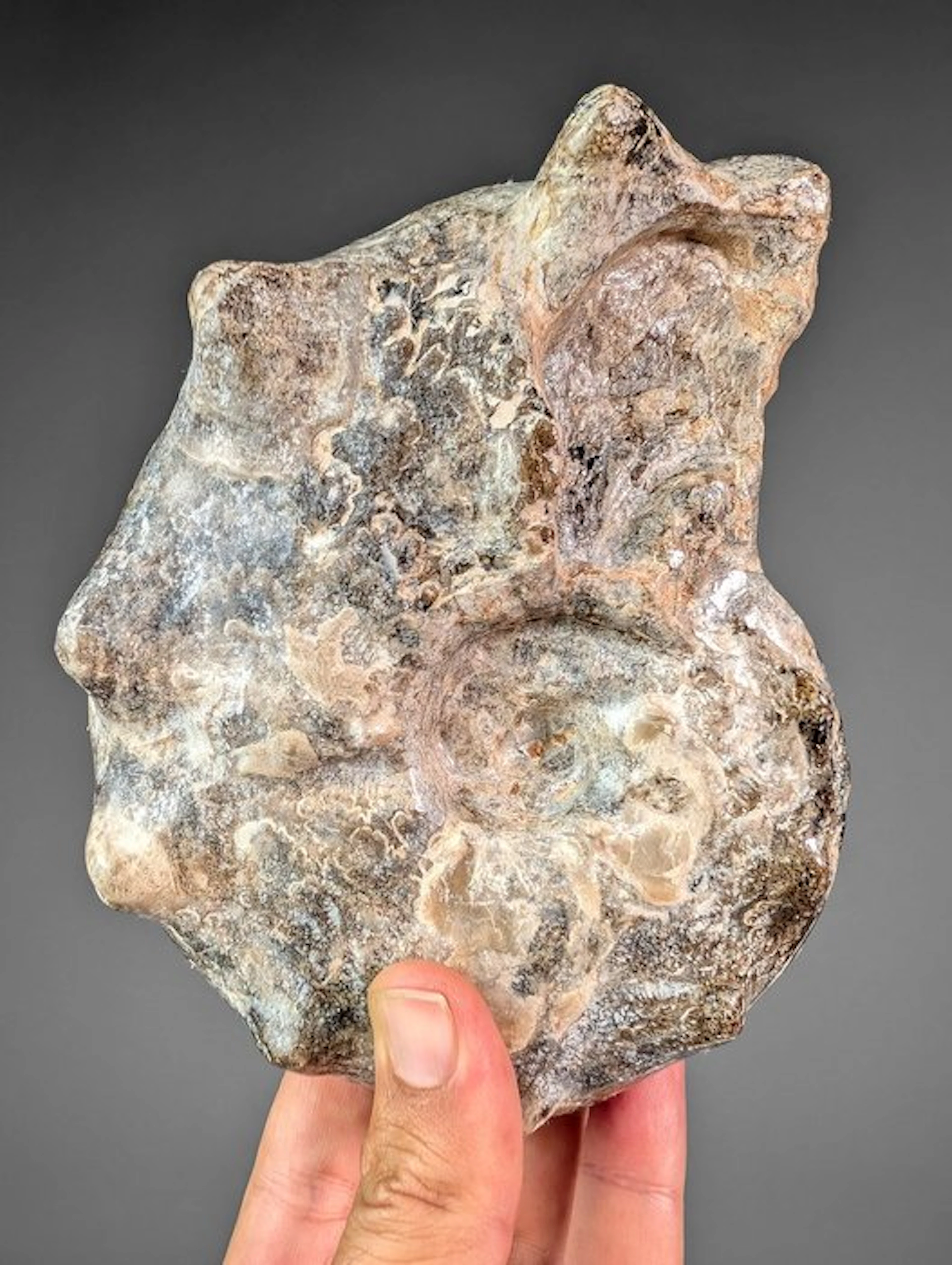 Exceptional Spiny Ammonite - Fossilised shell - Rachophyllites sp