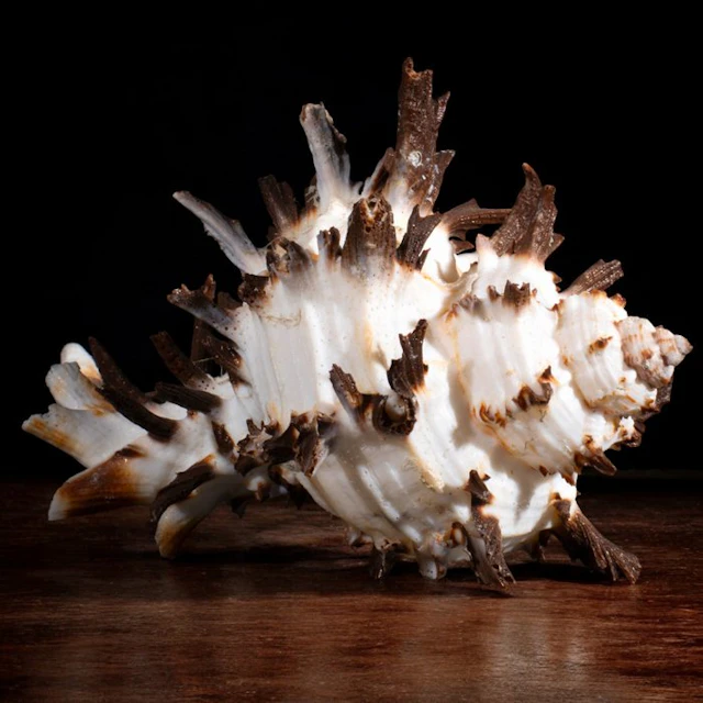 Special Murex Collection - Sea shell - Hexaplex Cichoreum f