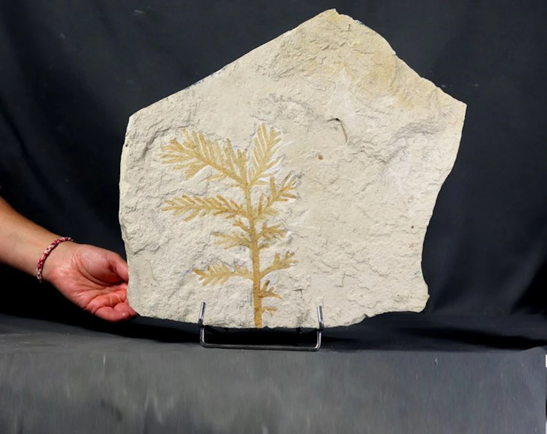 Well centered fossil conifer - A big one on natural stone...