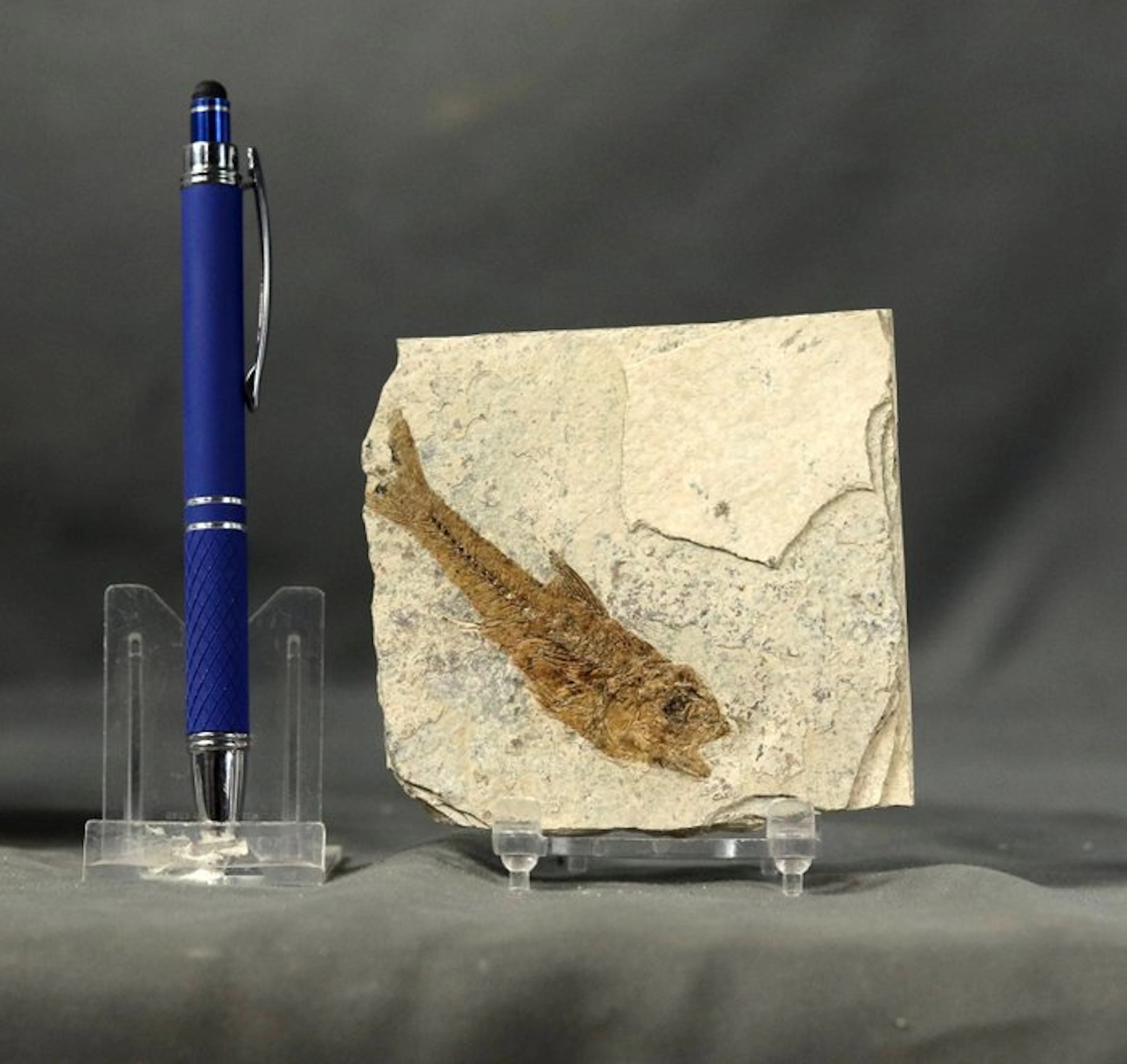 Fine and very detailed fossil fish - Fossilised animal...