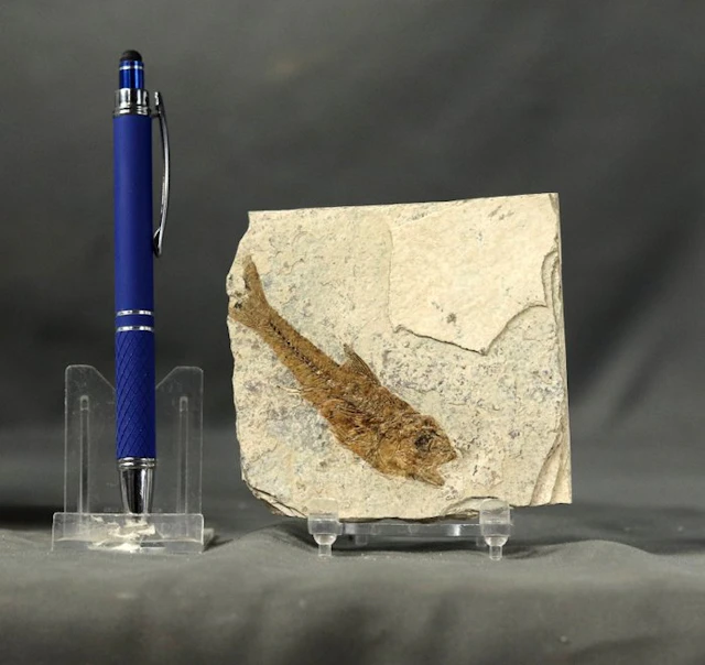 Fine and very detailed fossil fish - Fossilised animal...