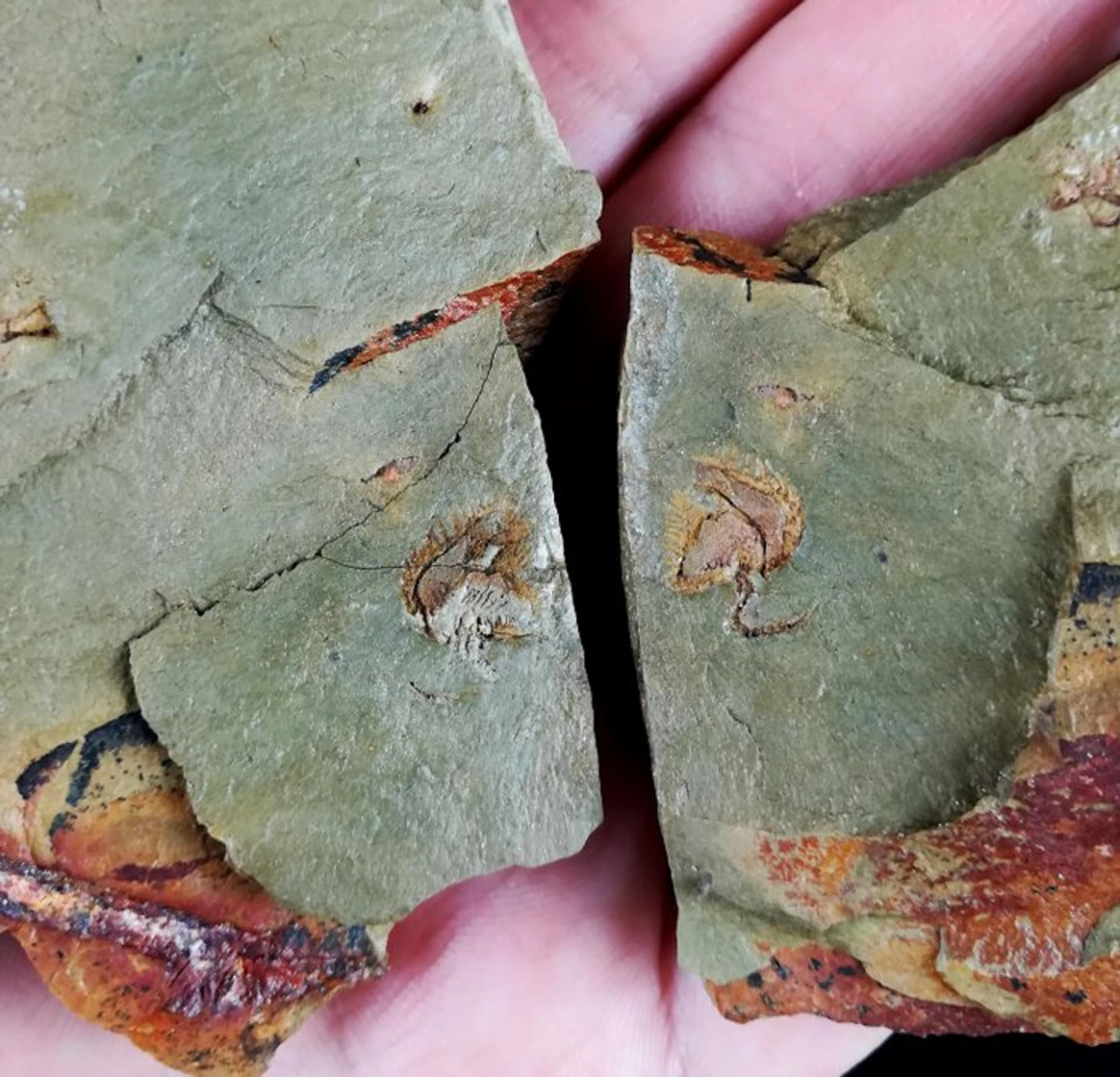 Primitive echinoderm - Stylophora!!! - Fossilised animal...