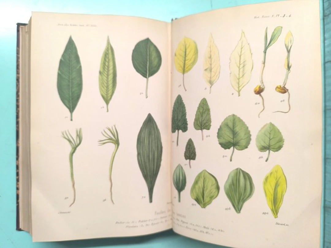 [Various] - Annales des Sciences Naturelles (Botanique) - 1890-1904