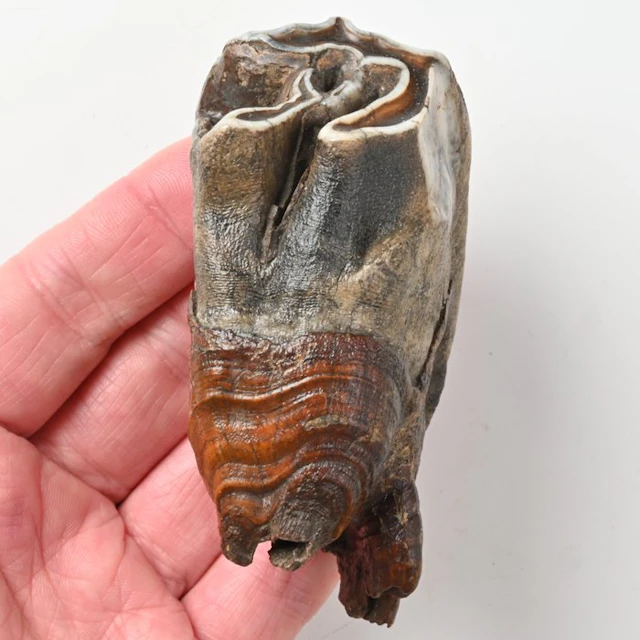 Woolly Rhinoceros - Fossil tooth - Coelodonta...