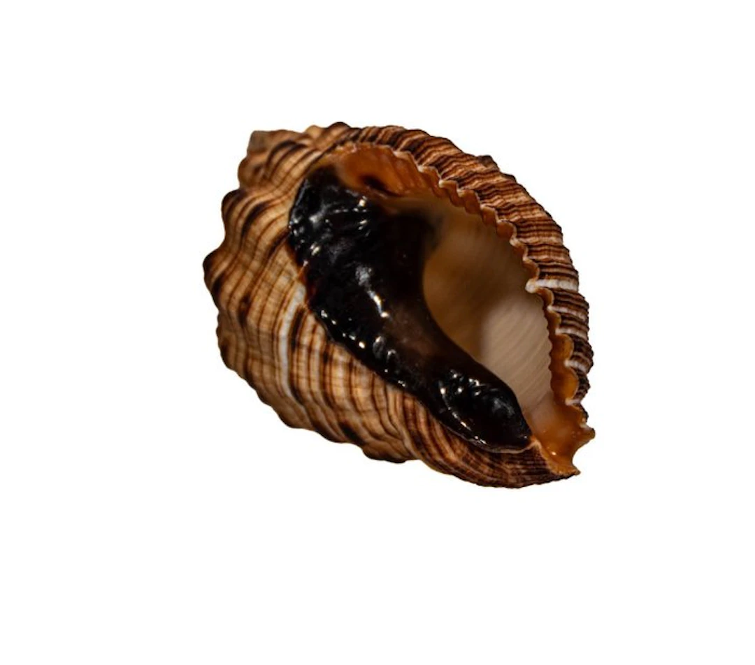 Top collector's piece: Cantharus melanostomus (C