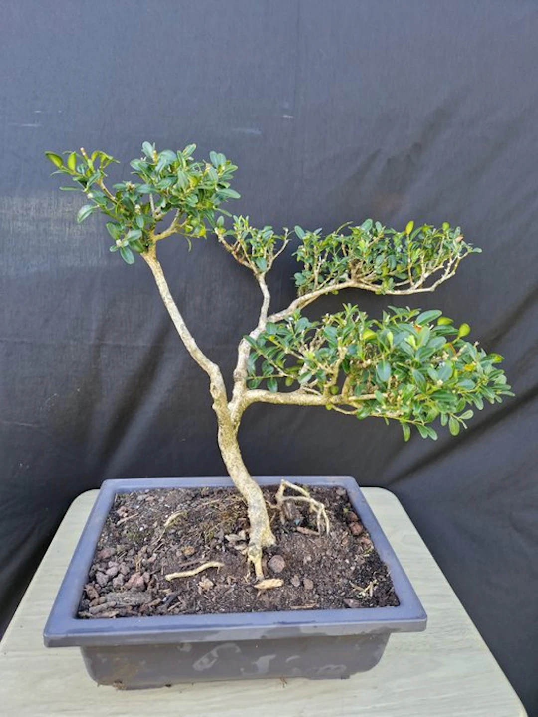 Boxwood bonsai (Buxus sempervirens) - Height (Tree): 36...
