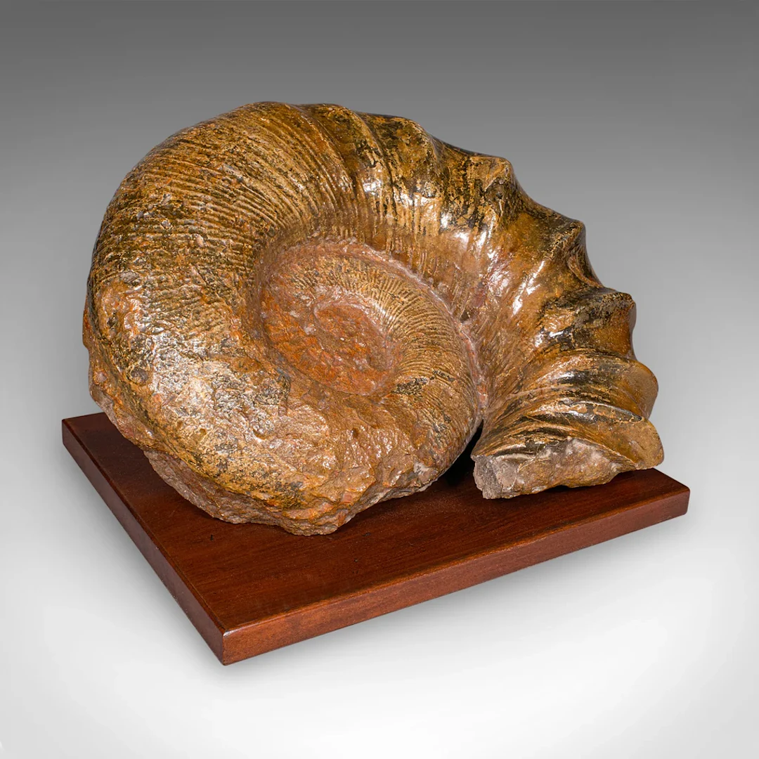 Large Ammonite Specimen, Natural History, Jurassic Fossil, Antique Presentation