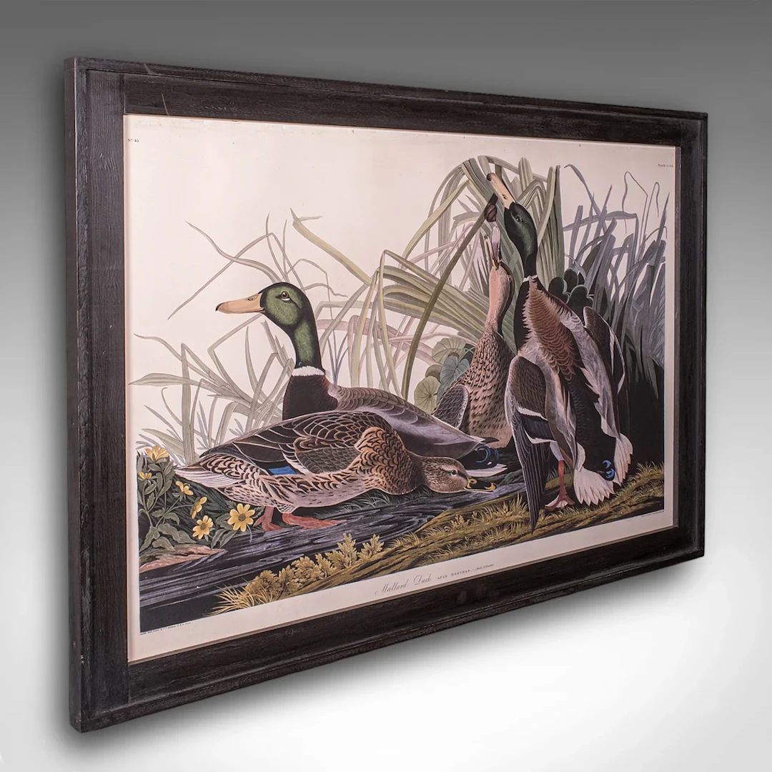 Vintage Mallard Duck Picture, English, Framed Print, JJ Audubon, Wildlife Art