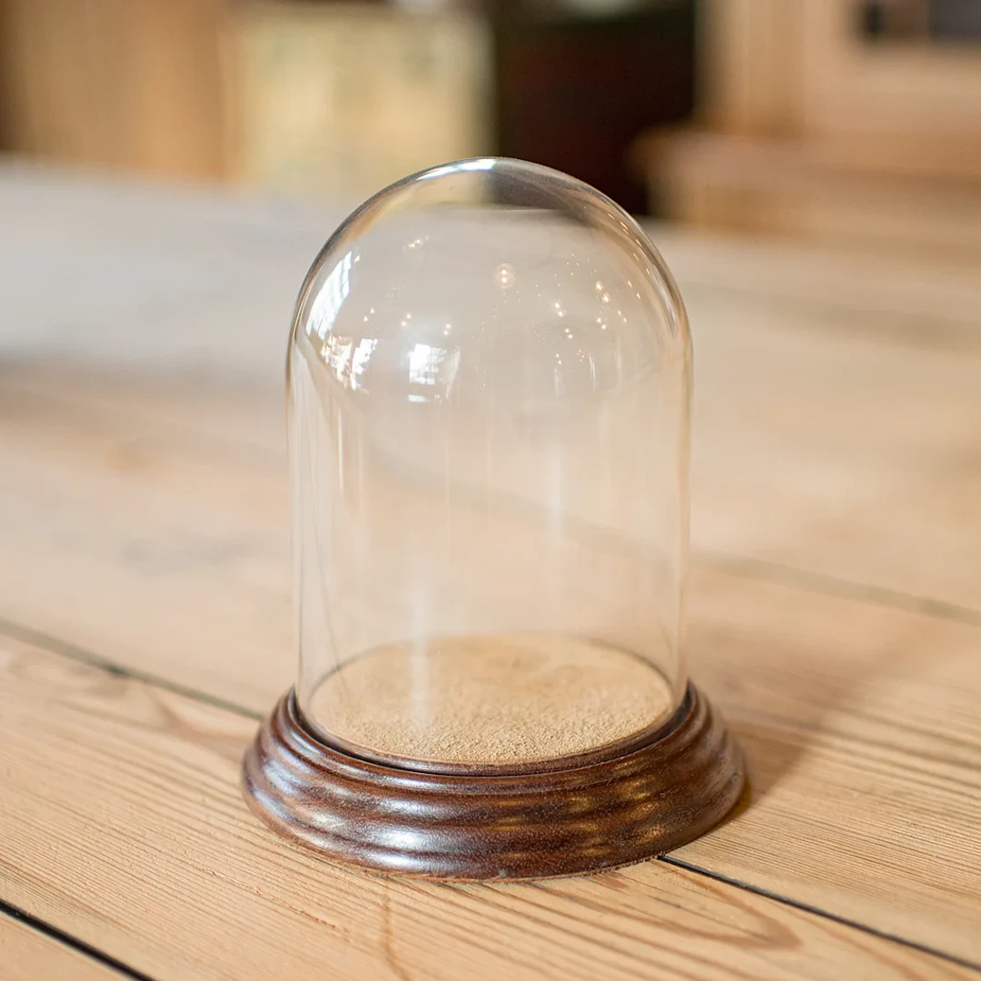 Small Antique Display Dome, English, Glass, Oak, Taxidermy, Showcase, Edwardian
