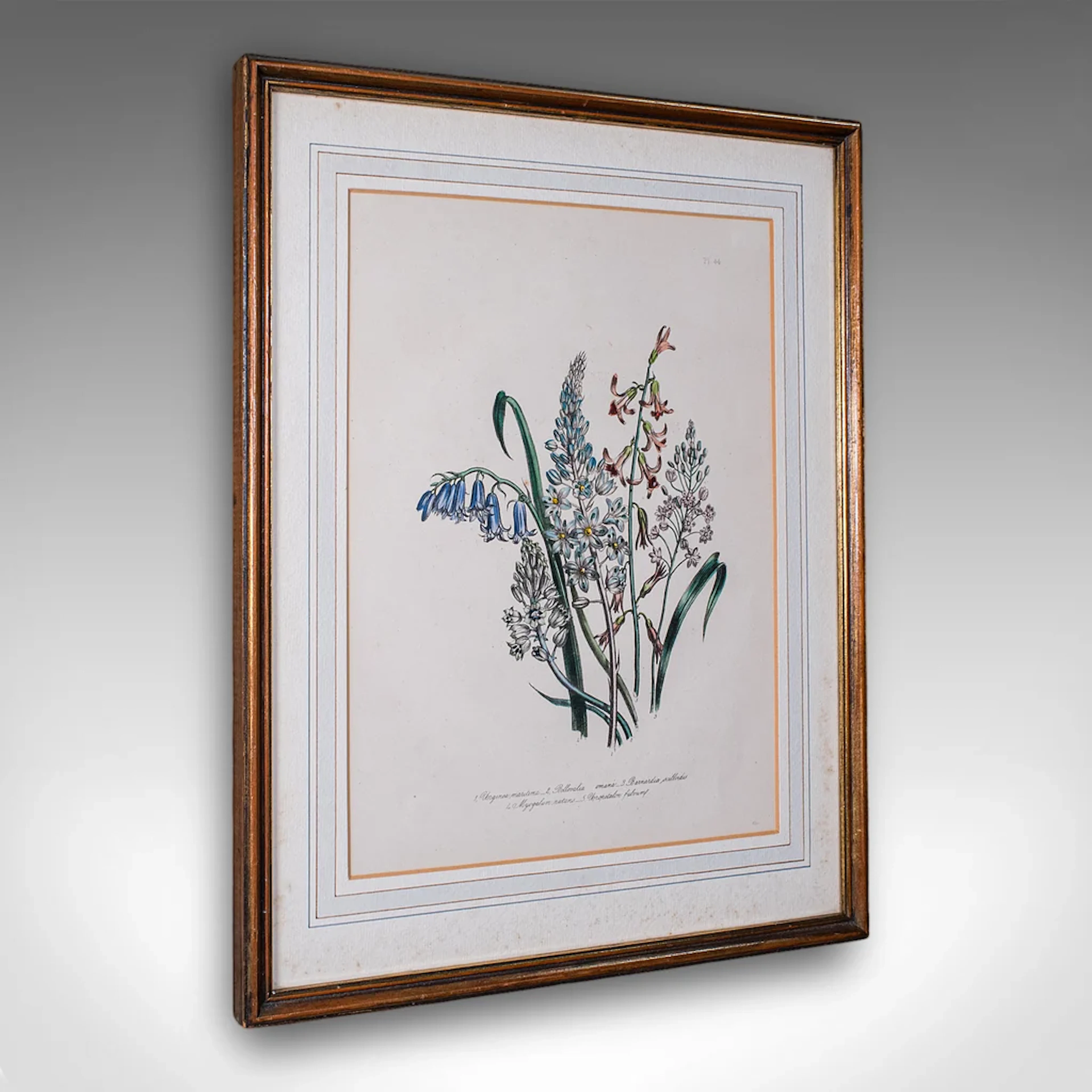 Vintage Botanical Picture, English, Framed, Foliate Art Print, After