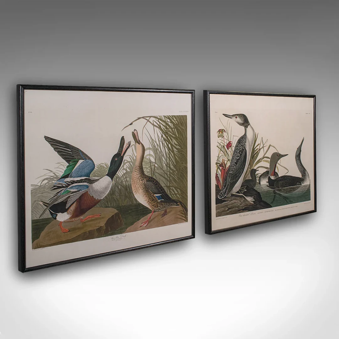 Pair of Vintage Duck Pictures, English, Framed Print, After Audubon