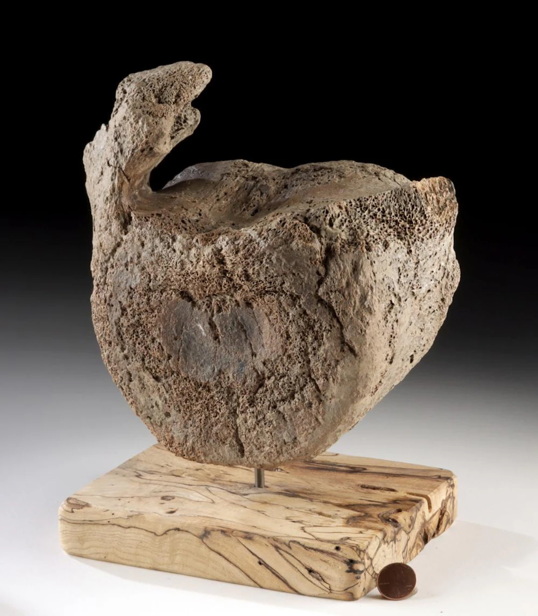 Ice Age Alaskan Woolly Mammoth Fossilized Vertebrae