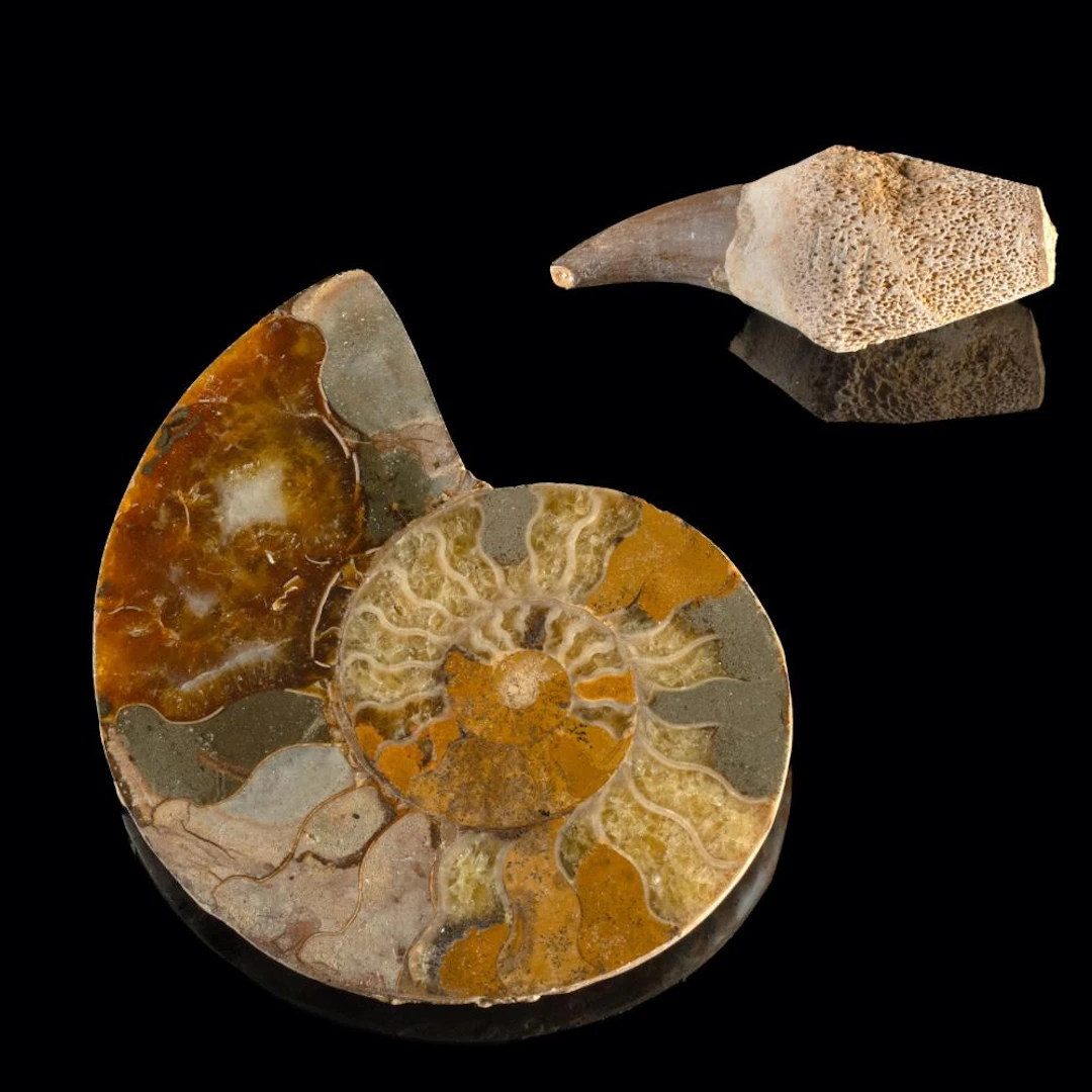 Polished Ammonite Half with Mosasaur Tooth and Root, Cretaceous Fossils