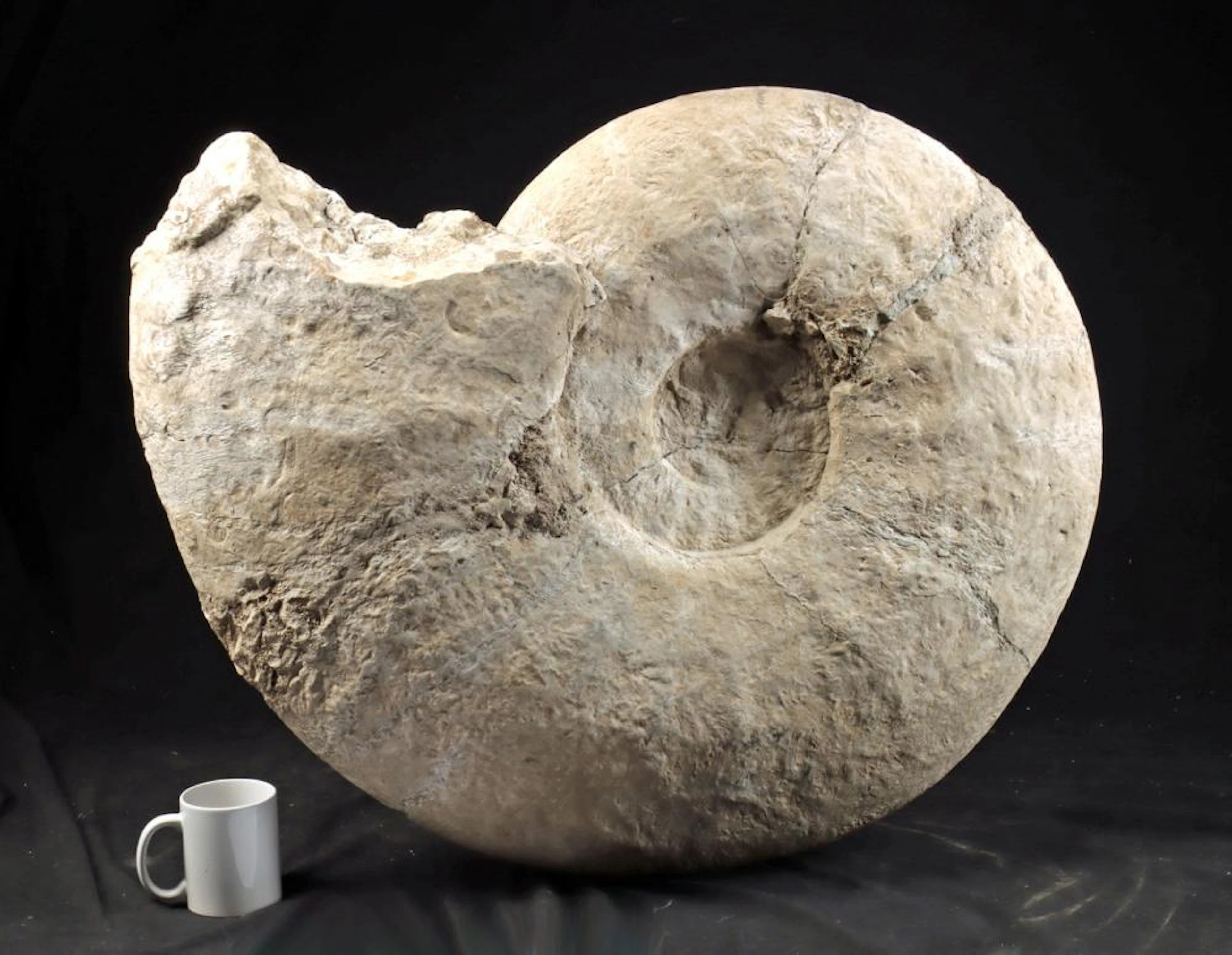Jurassic Period Giant Fossil Ammonite | Southern France | 31" Intact Spiral