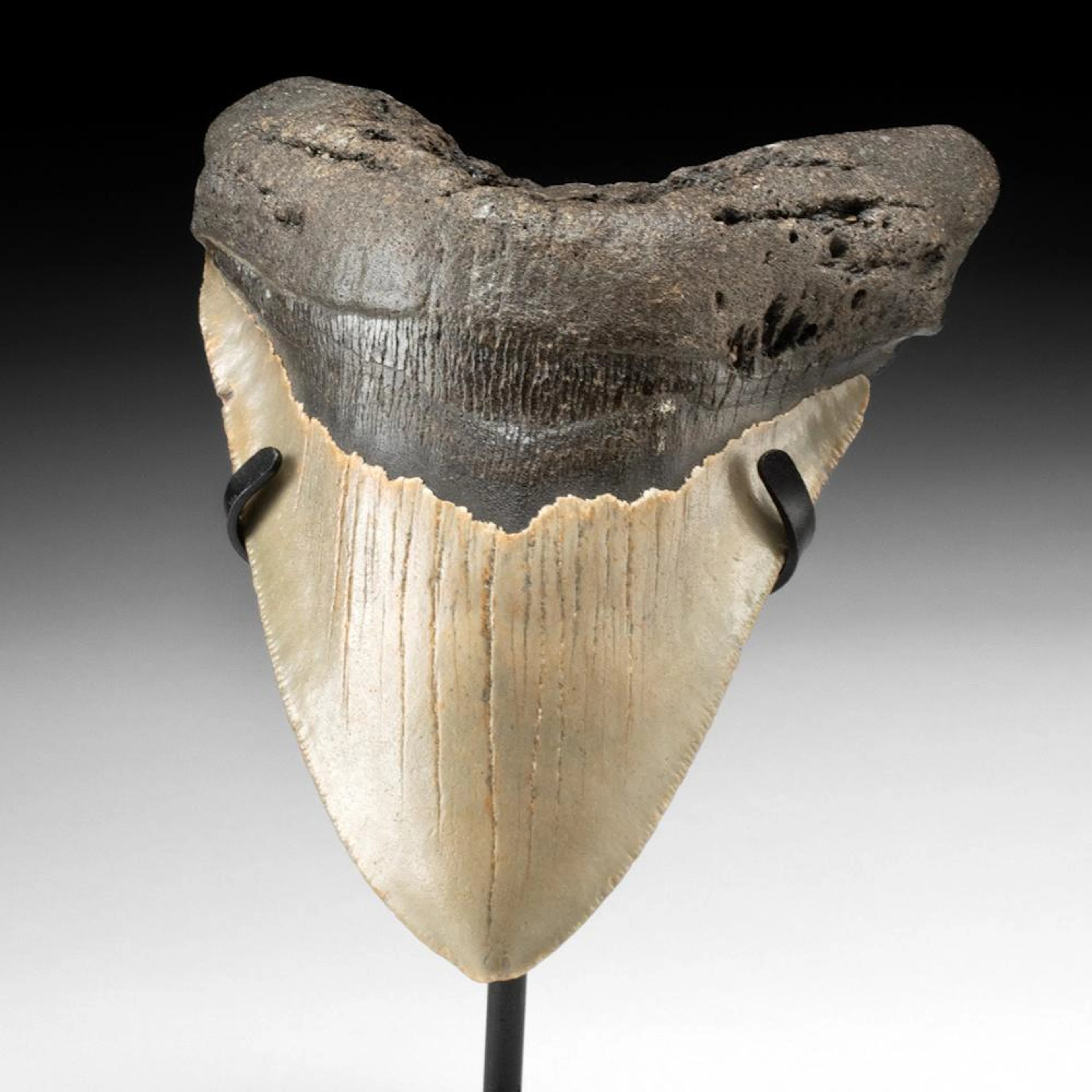 Large 5.6 Inch Megalodon Fossil Shark Tooth, Otodus megalodon