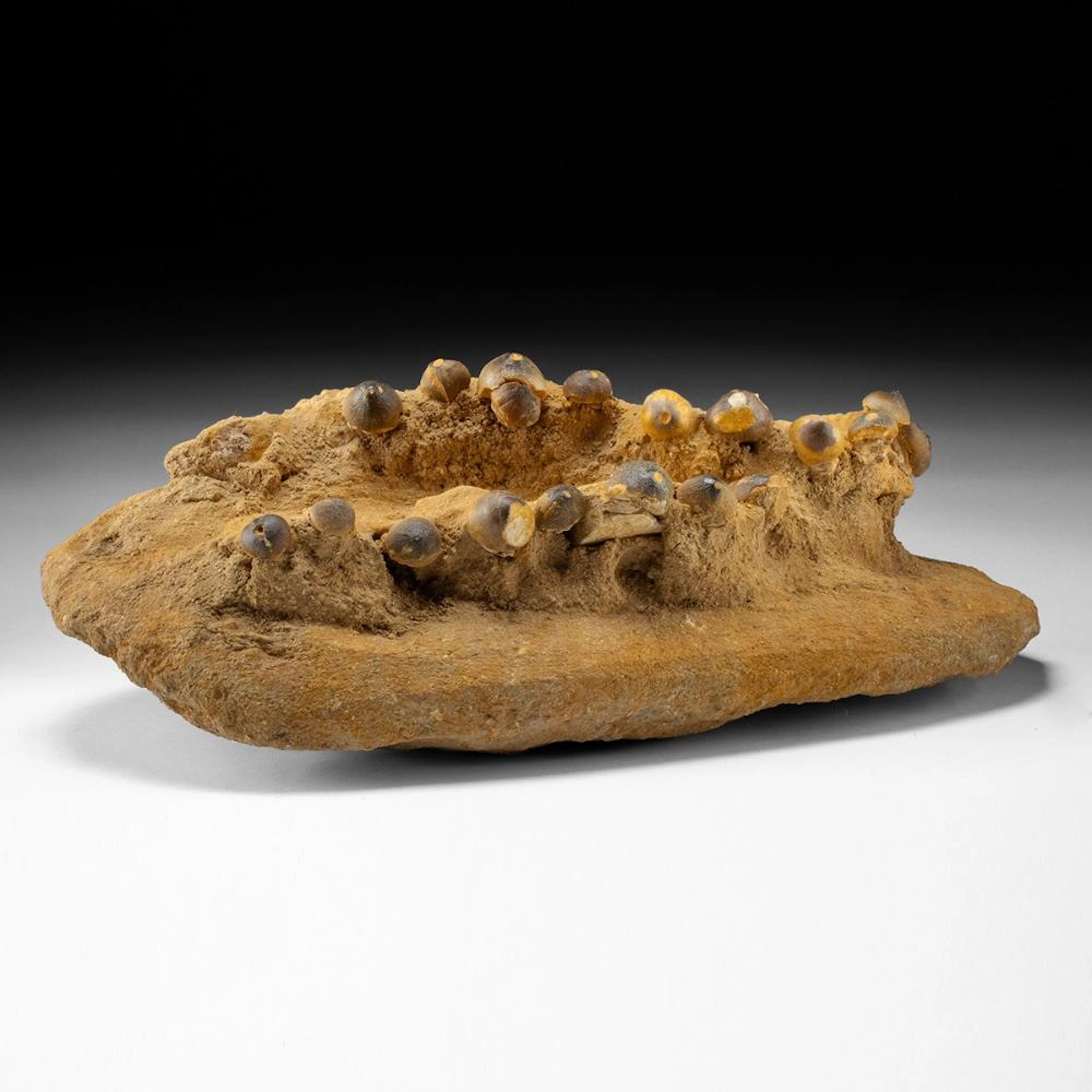 Globidens Mosasaur Jaws & Crushing Teeth in Matrix, Late Cretaceous, Morocco